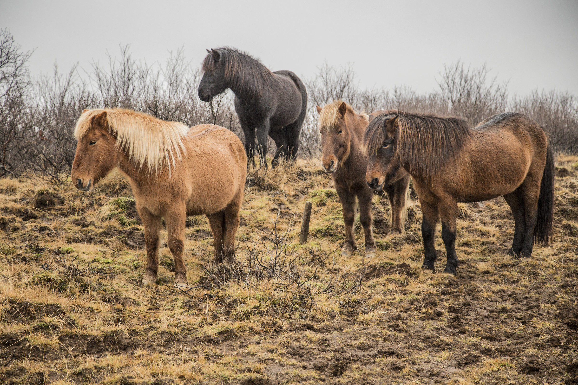 Icelandic horses