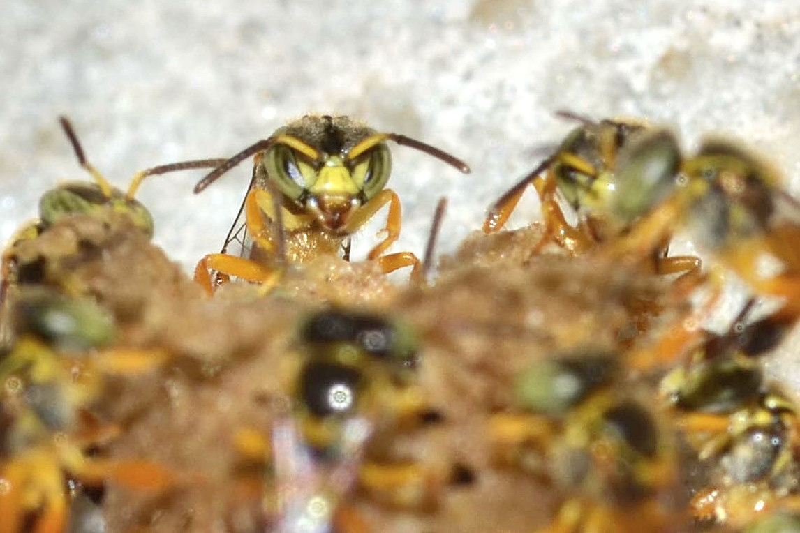 Una guardia in piedi di T. angustula