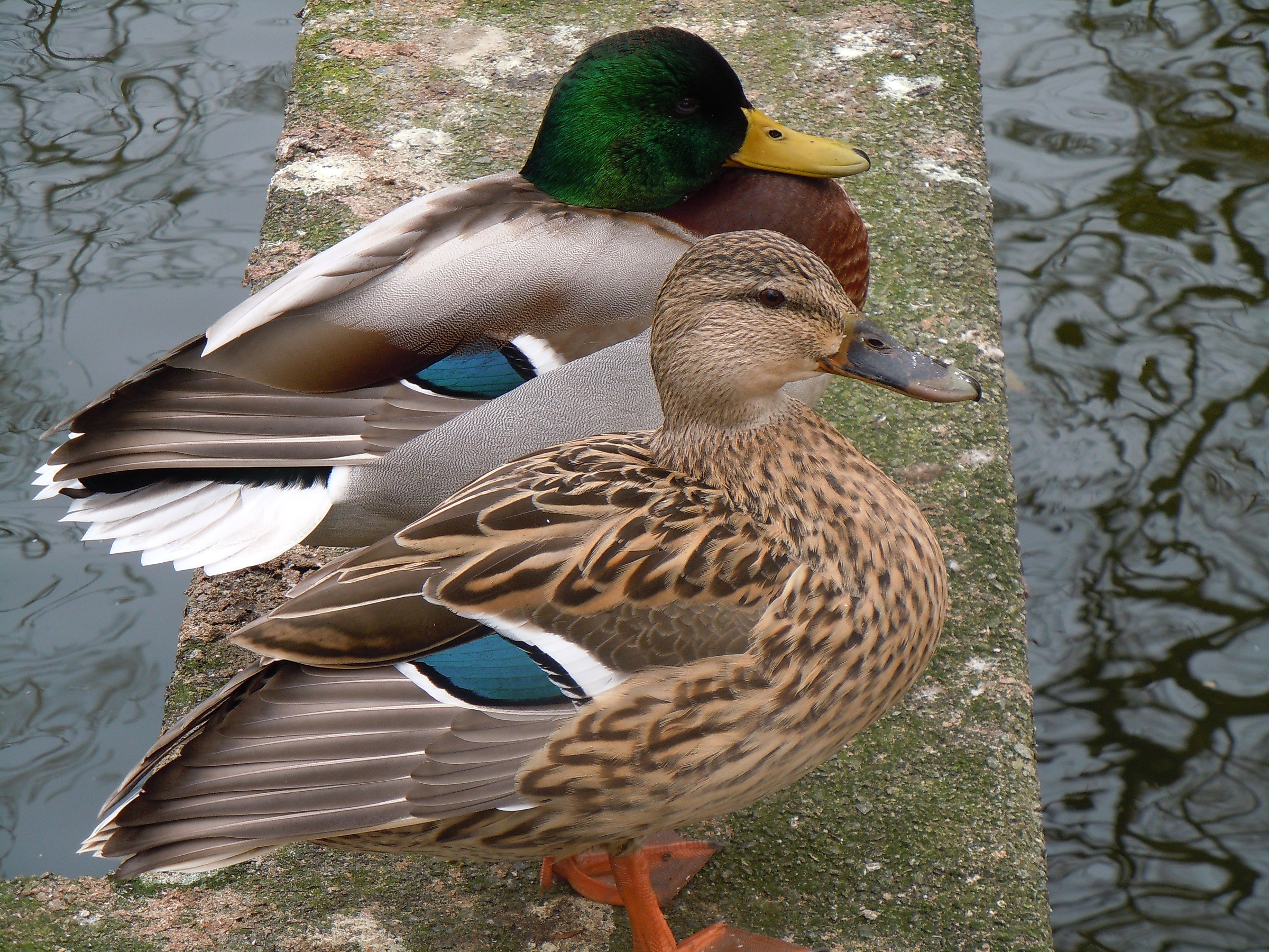 due germani  "reali" in un parco di Liverpool.