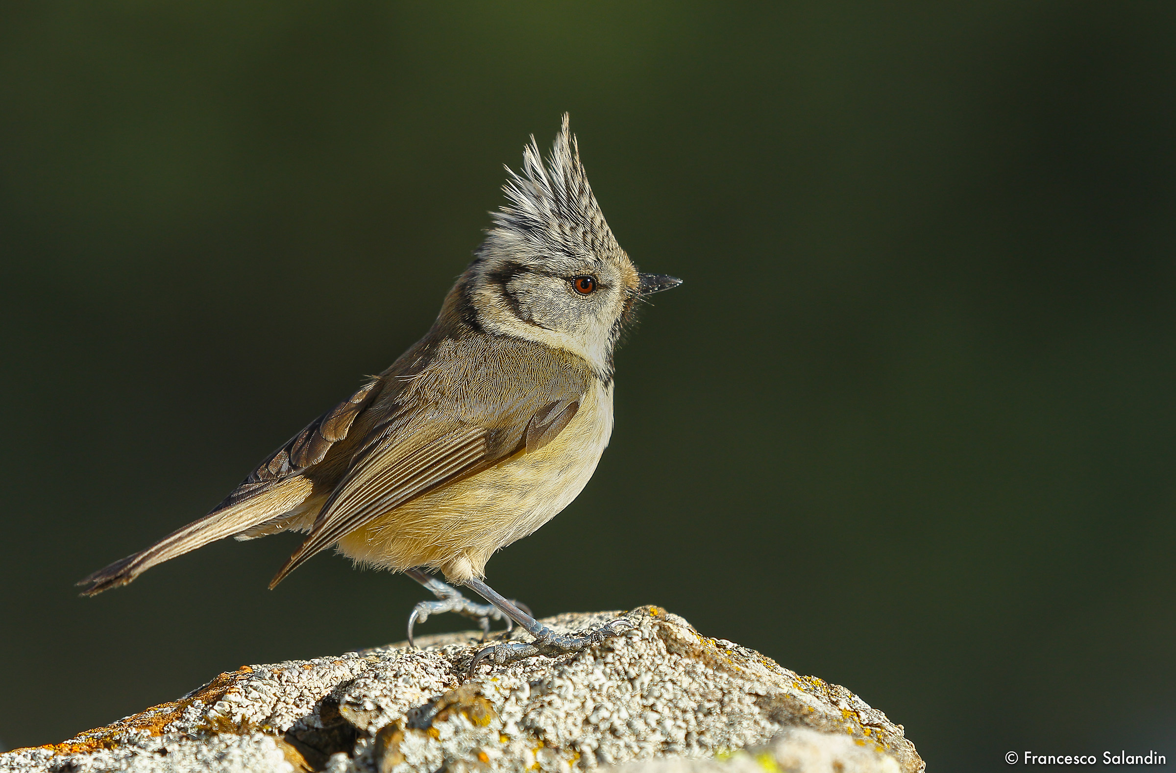 Crested Tit
