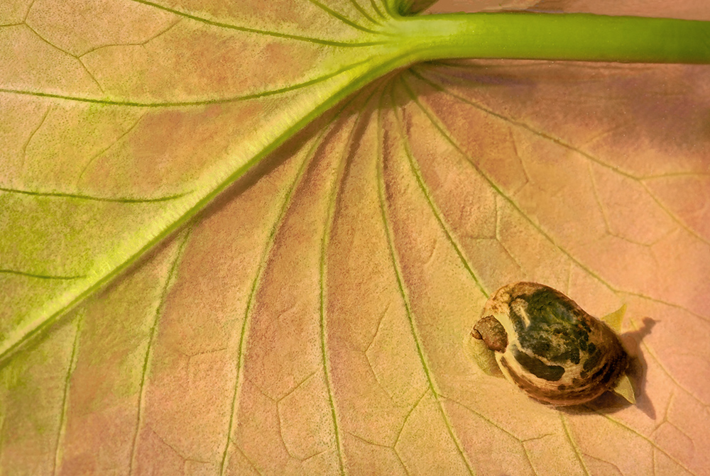 Microcosm in the pond