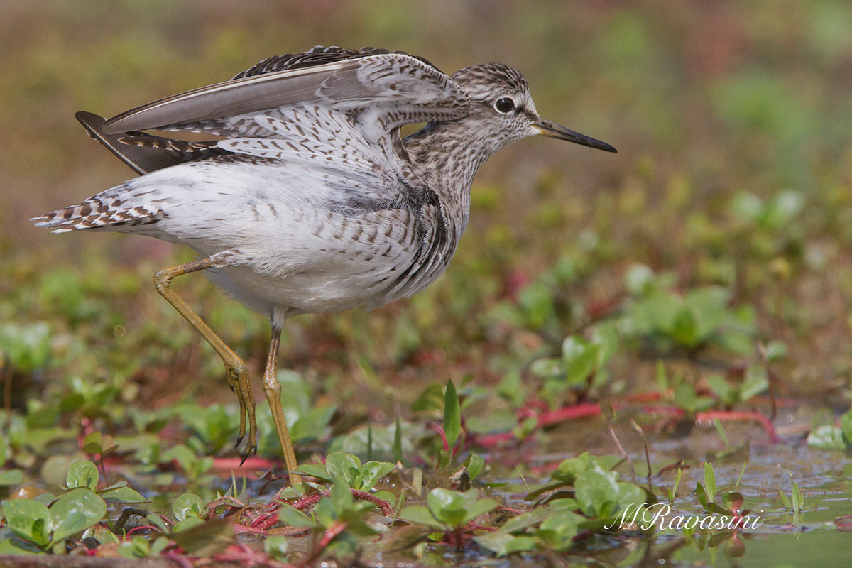 Piro piro boschereccio