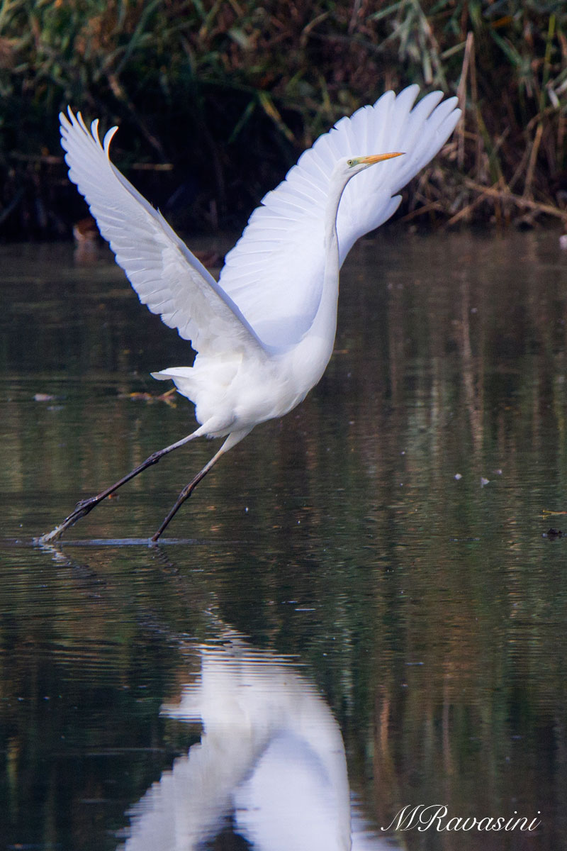 Airone bianco maggiore