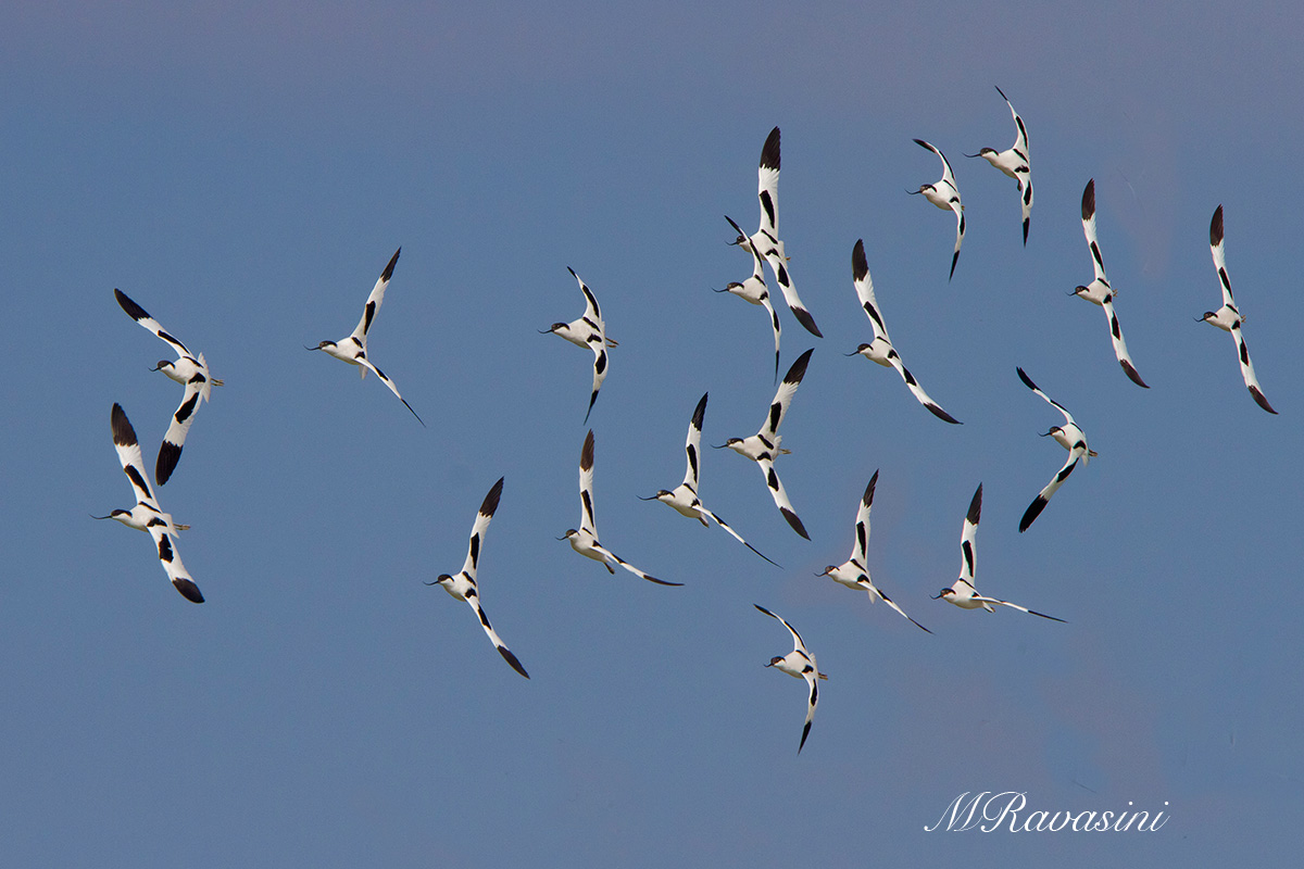 Avocette
