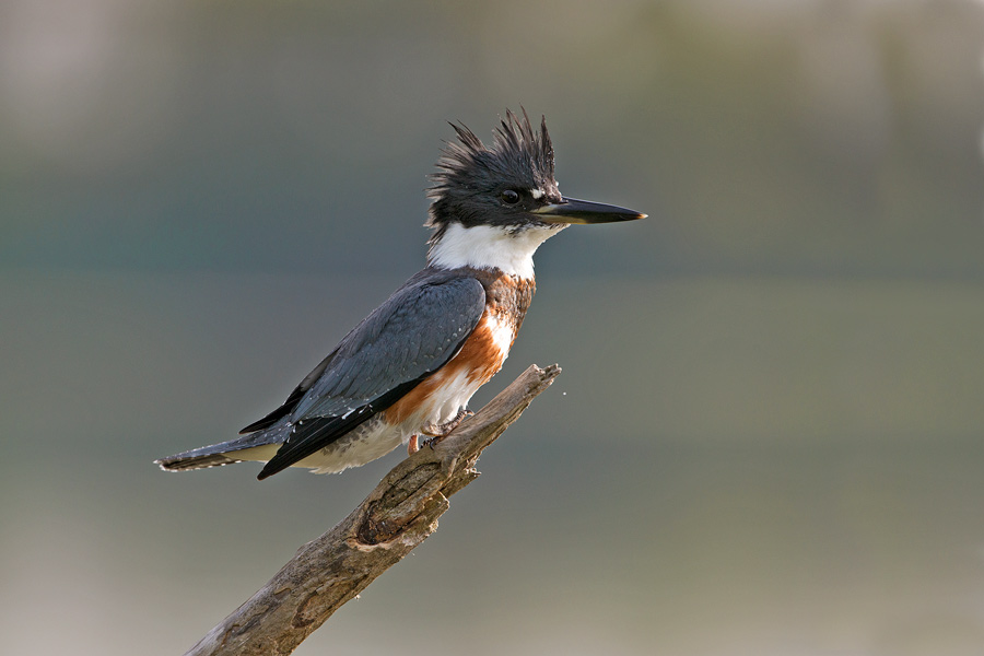 Belted Kingfisher