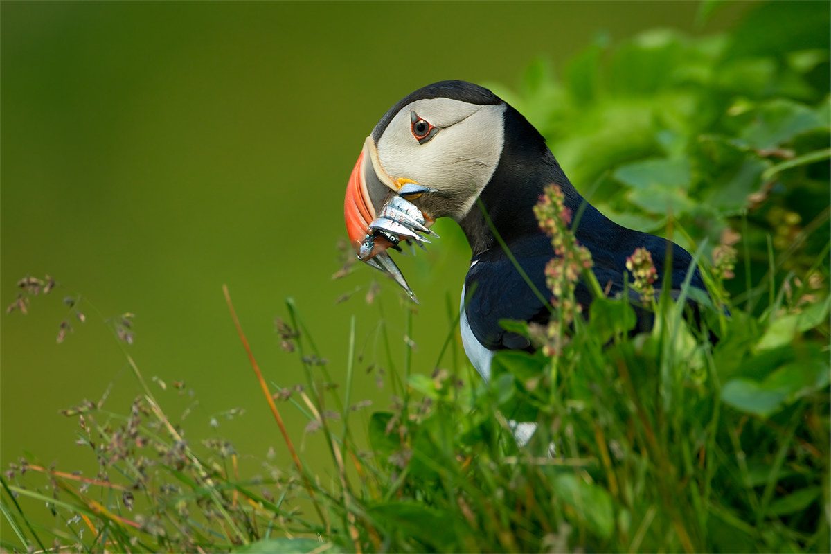 Fratercula arctica (Atlantic puffin)