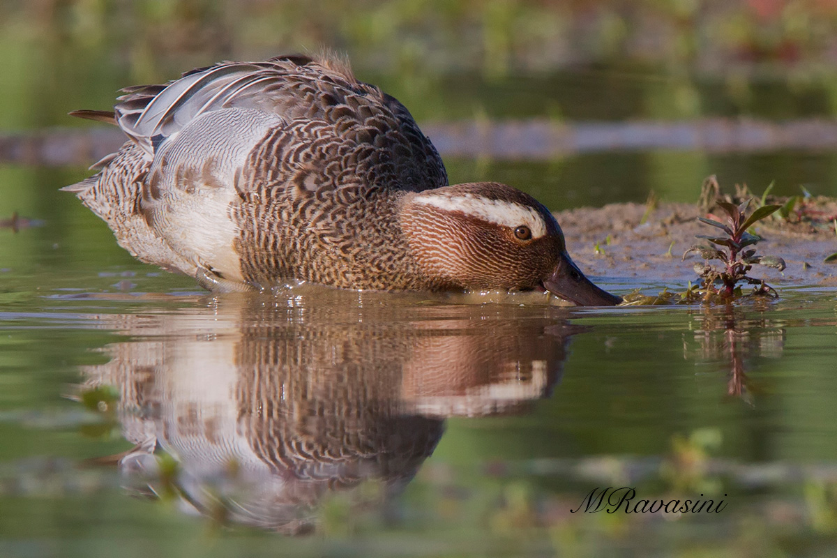 Marzaiola maschio in alimentazione nel mio giardino!