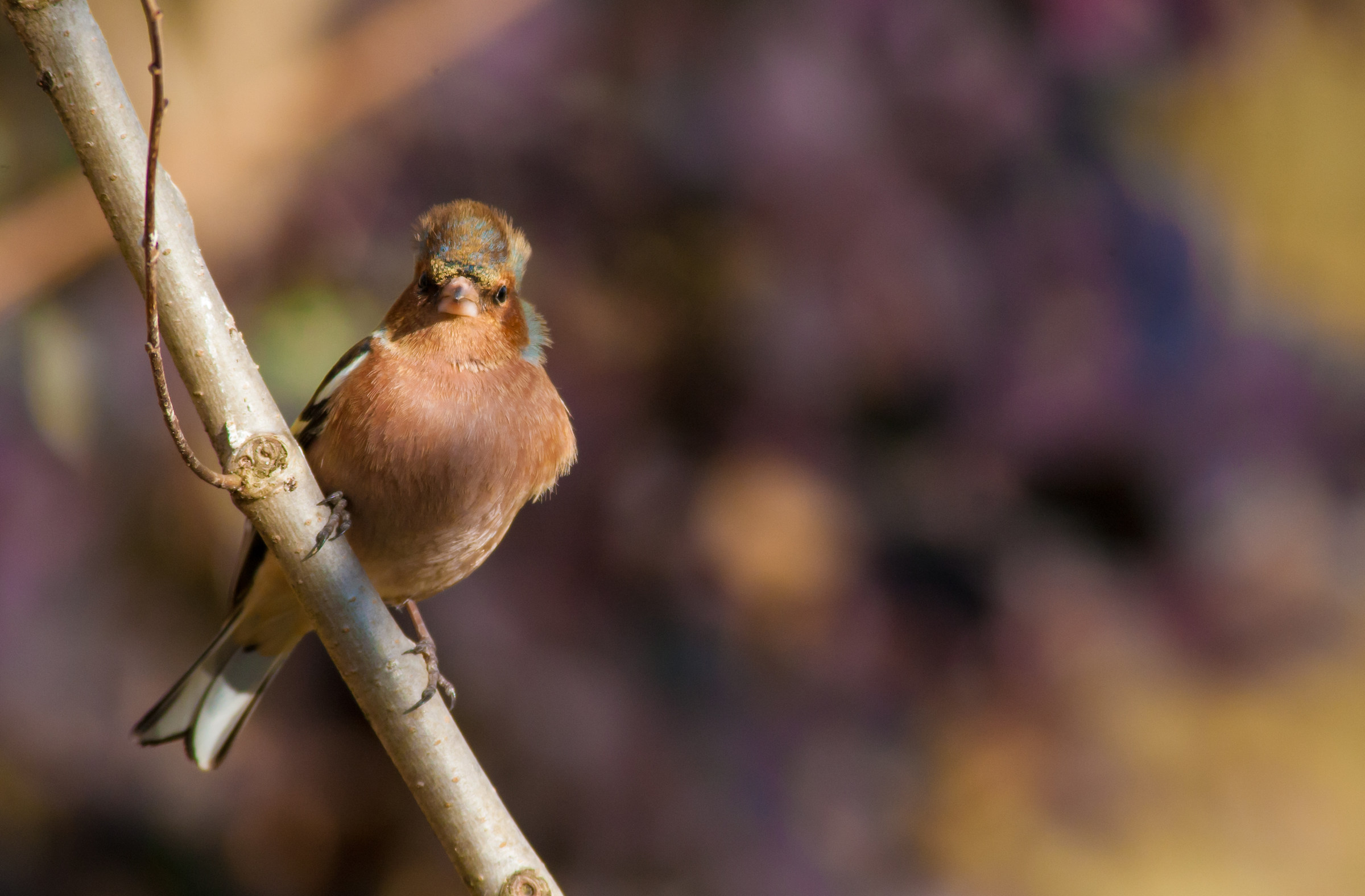 Chaffinch in the wind!