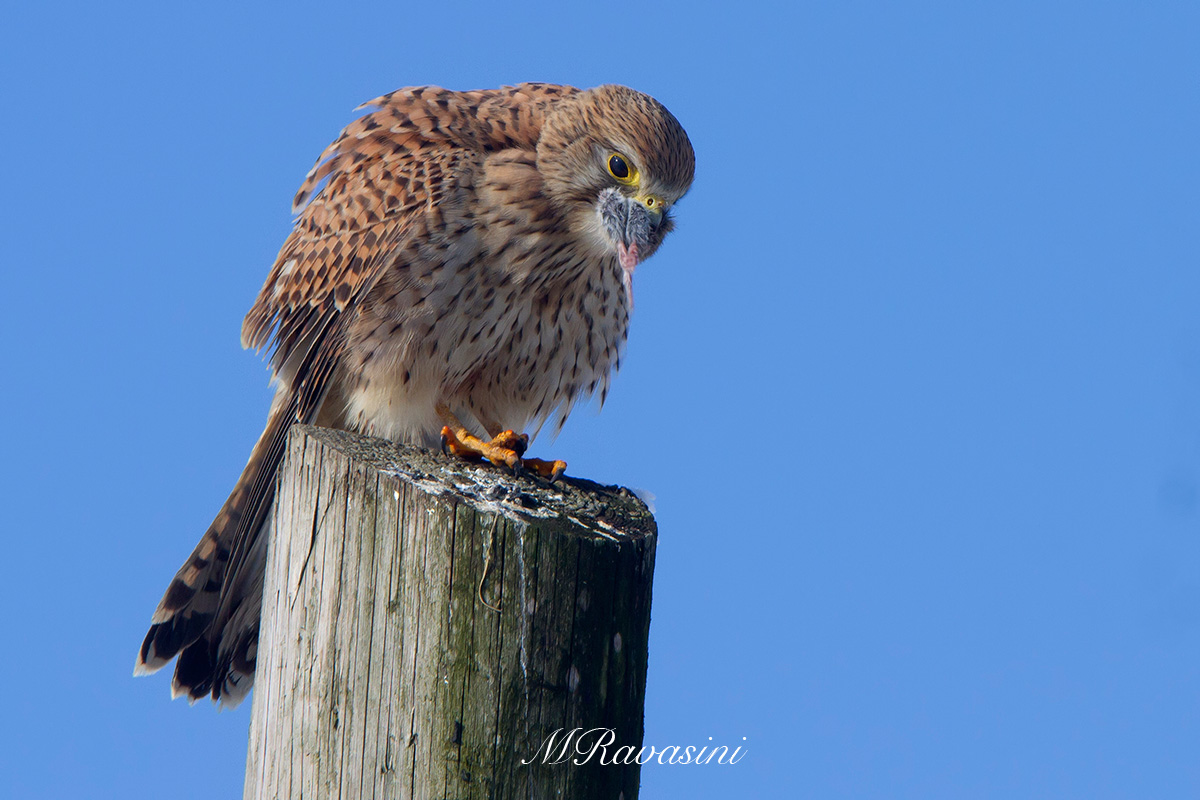 Gheppio in alimentazione!