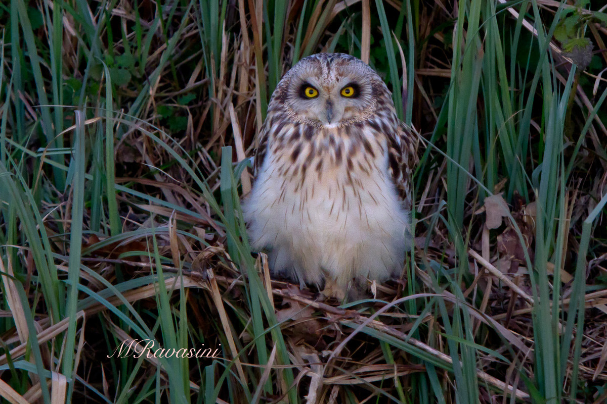 Maschio di Gufo di Palude