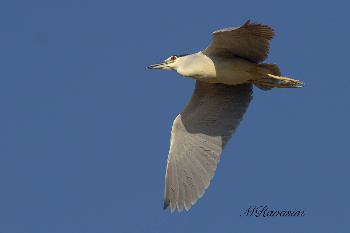 Nitticora adulto in volo