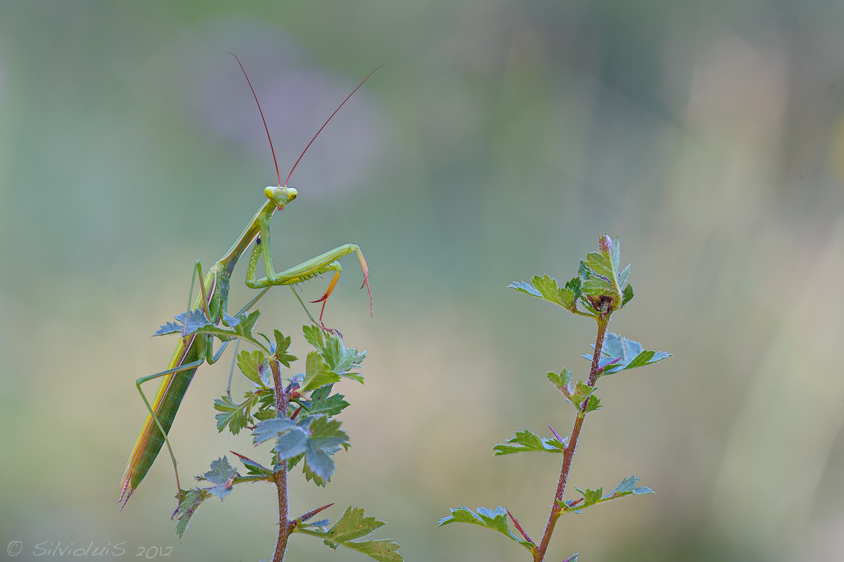 Religious Mantis