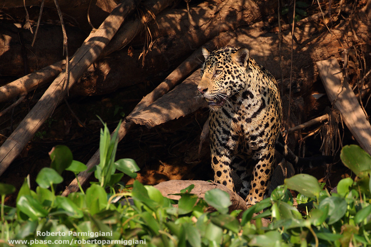 lights and shadows (Jaguar)