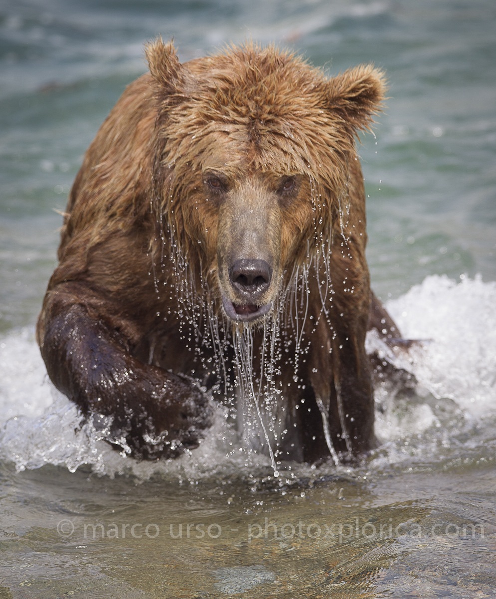 Katmai - Alaska