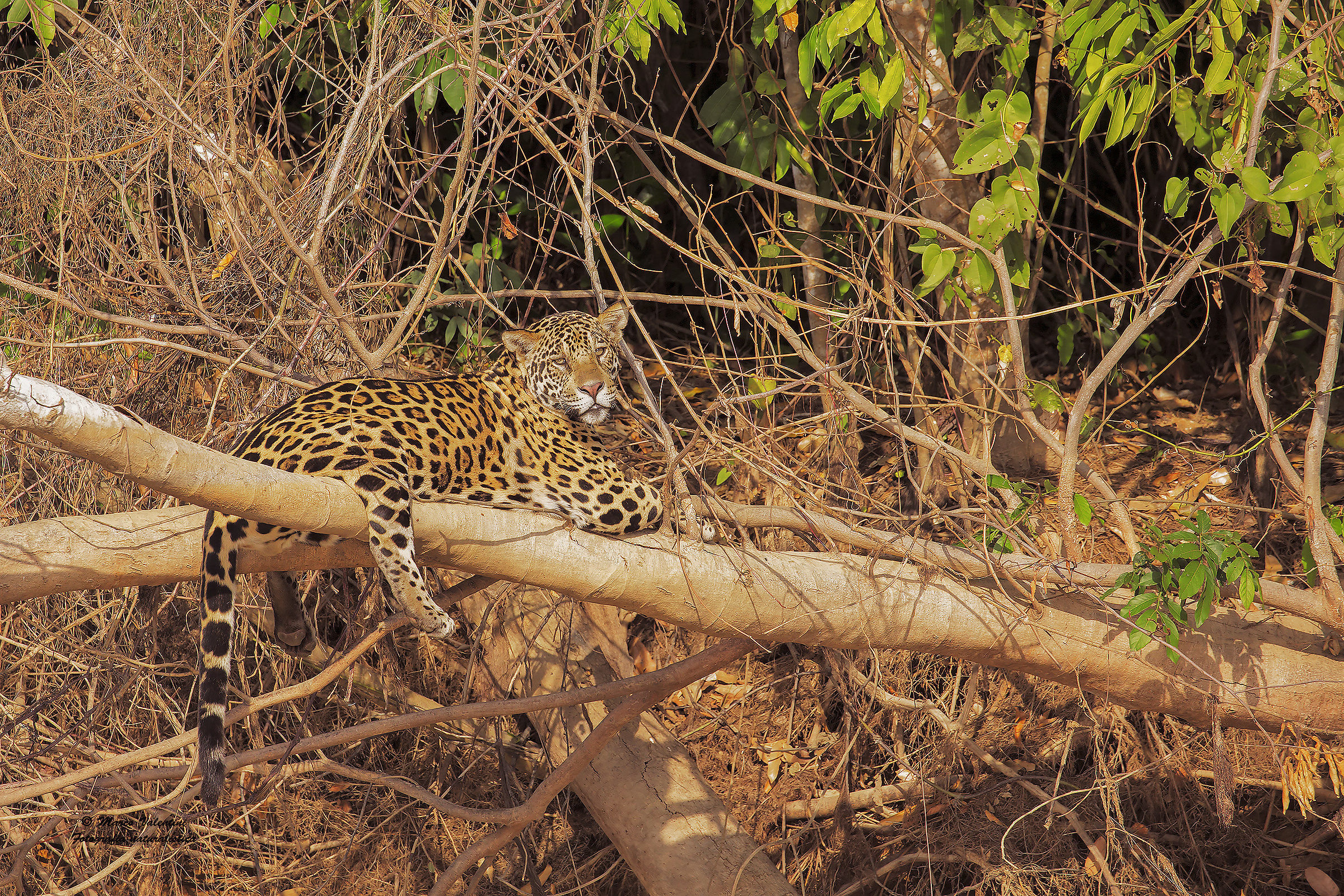 Please do not disturb