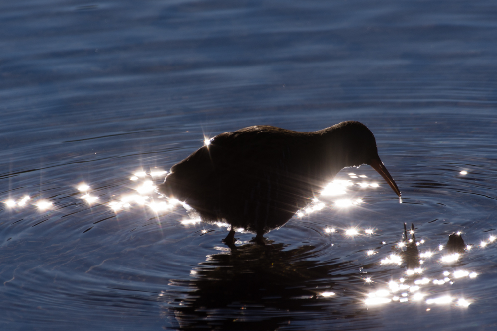 glittering Porciglione