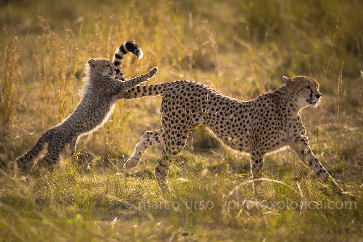 Cucciolo di Ghepardo