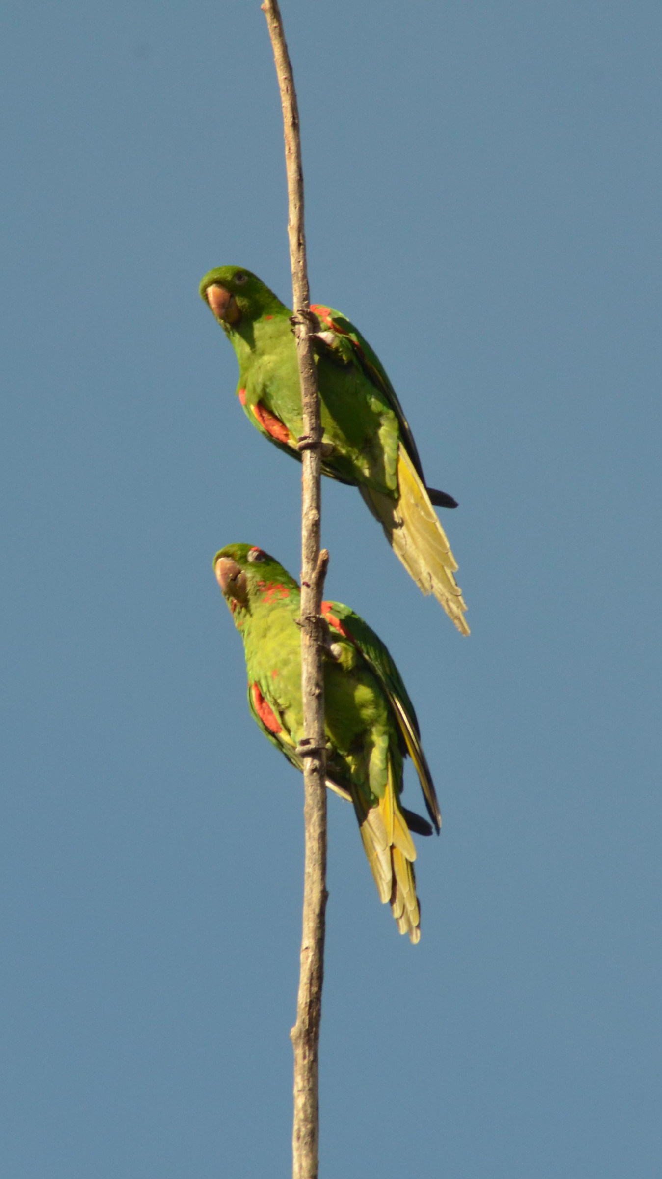 A pair of white-eyed parakeets (Aratinga leucophtalmus)