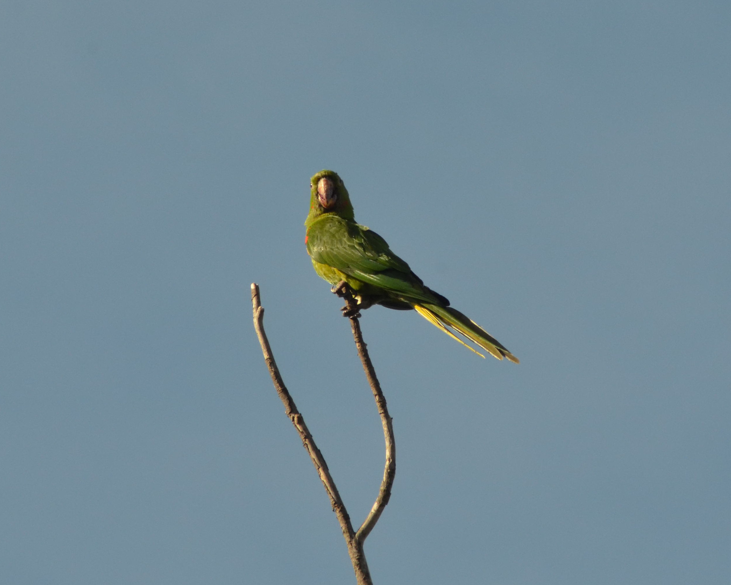 Aratinga leucophtalmus