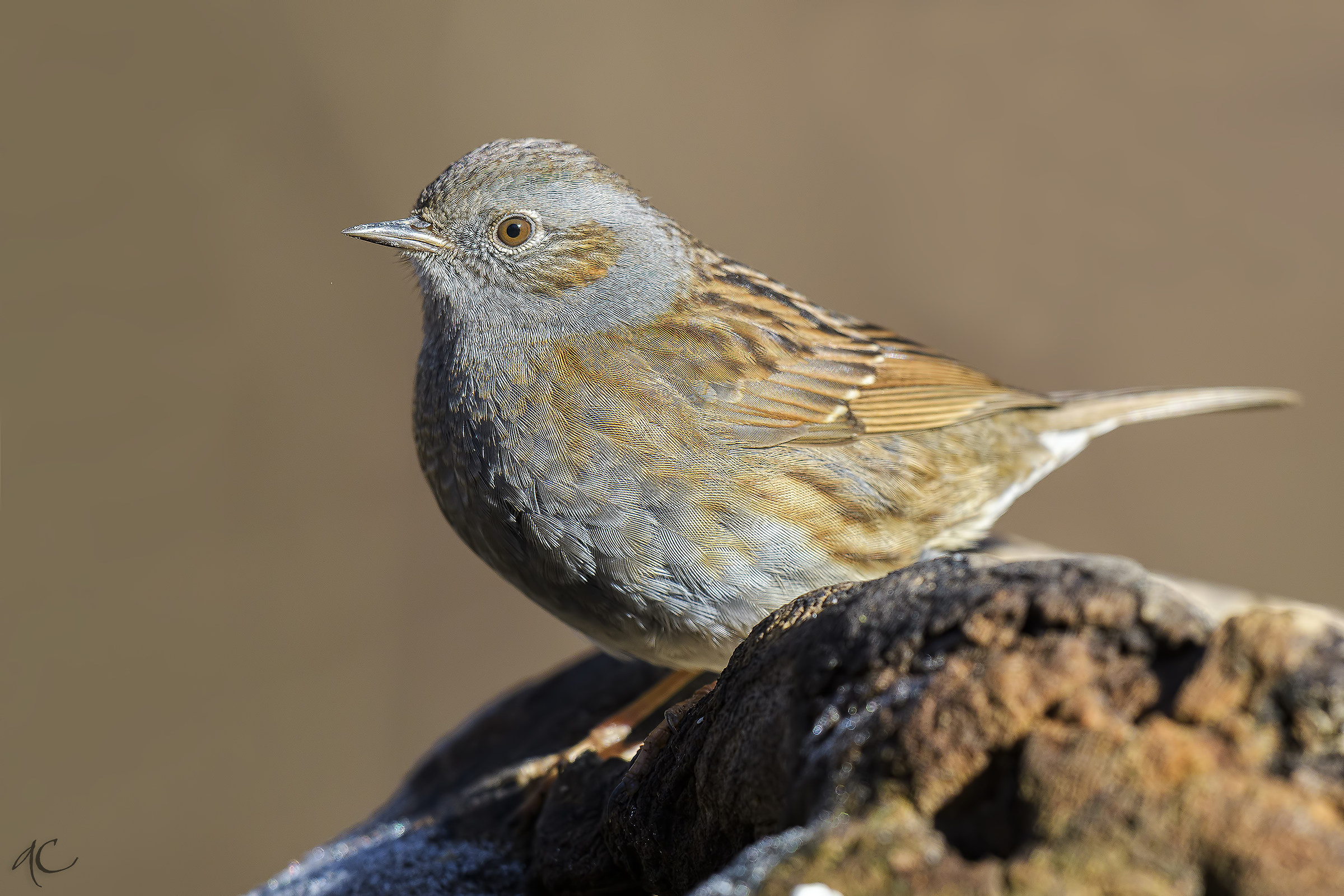 Dunnock
