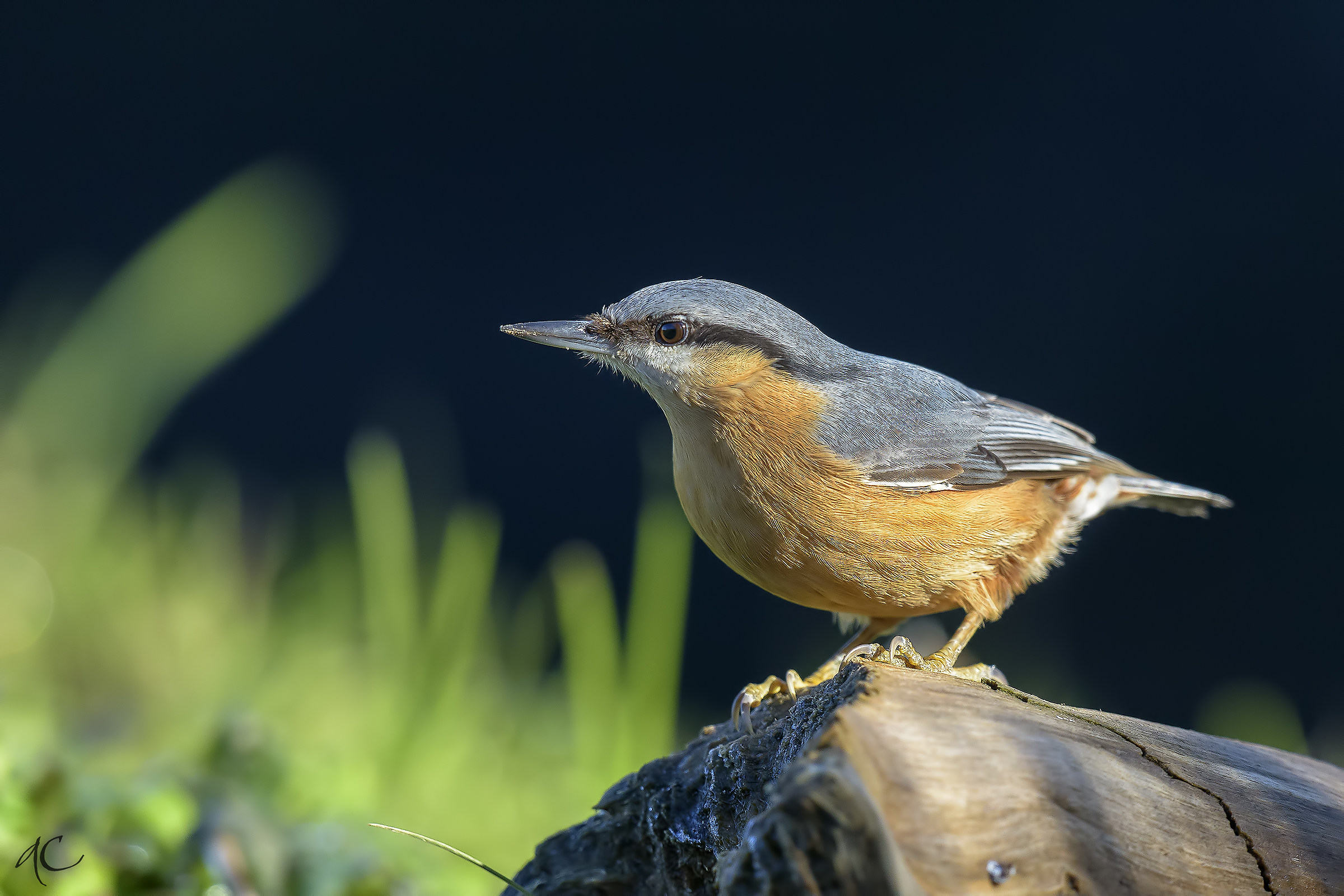 nuthatch