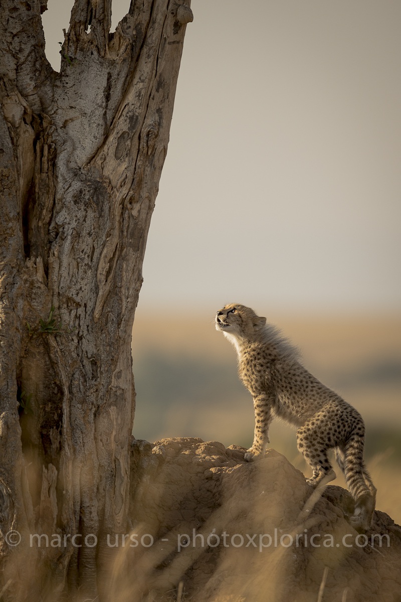 Cucciolo di Ghepardo 2