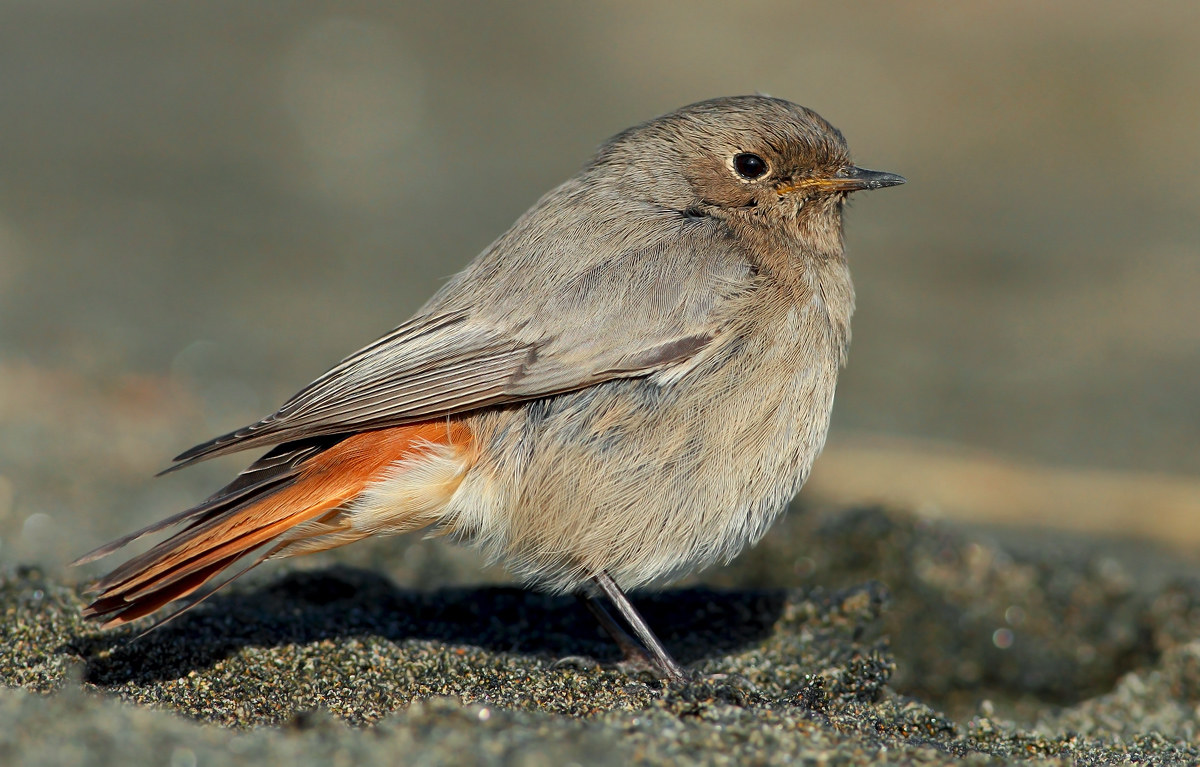 black redstart