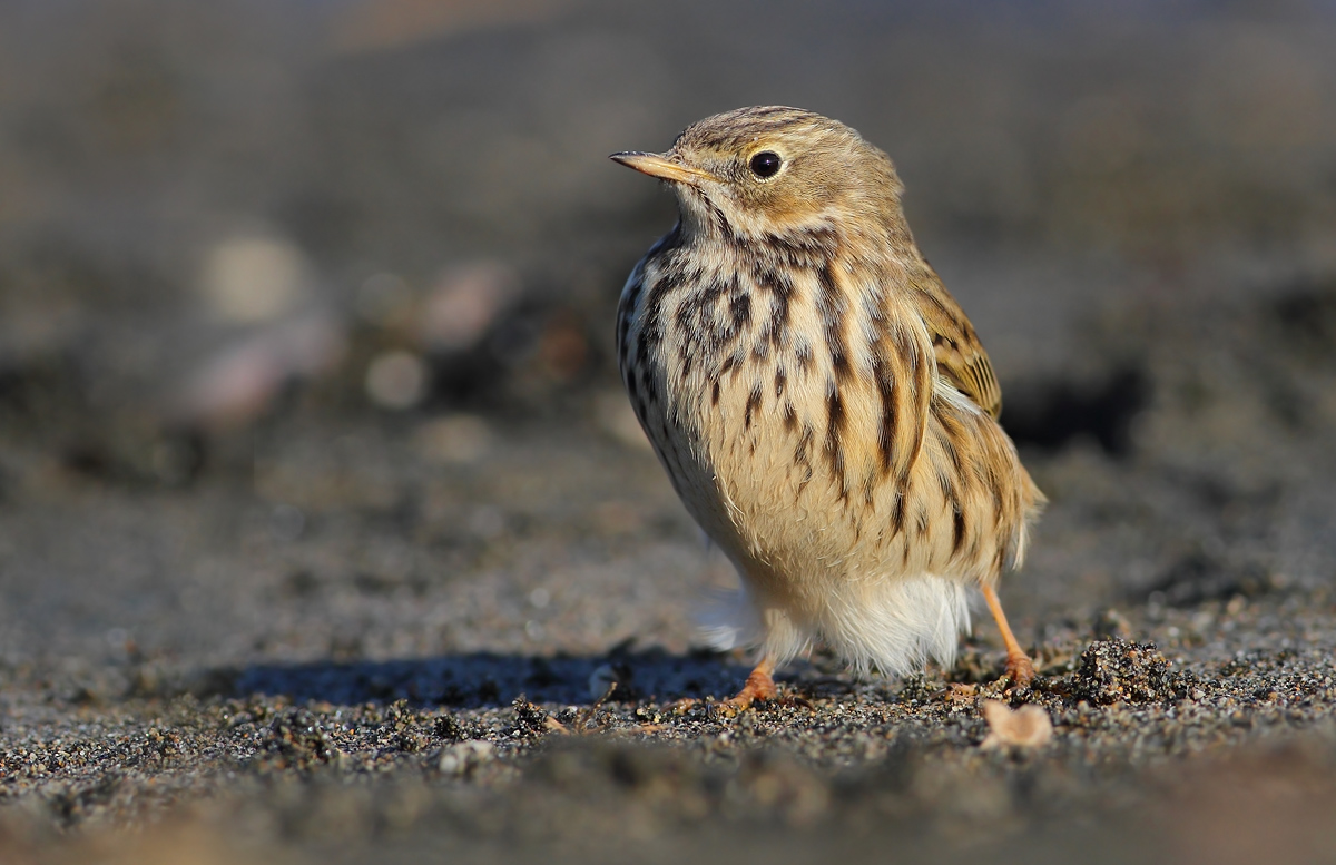 pipit