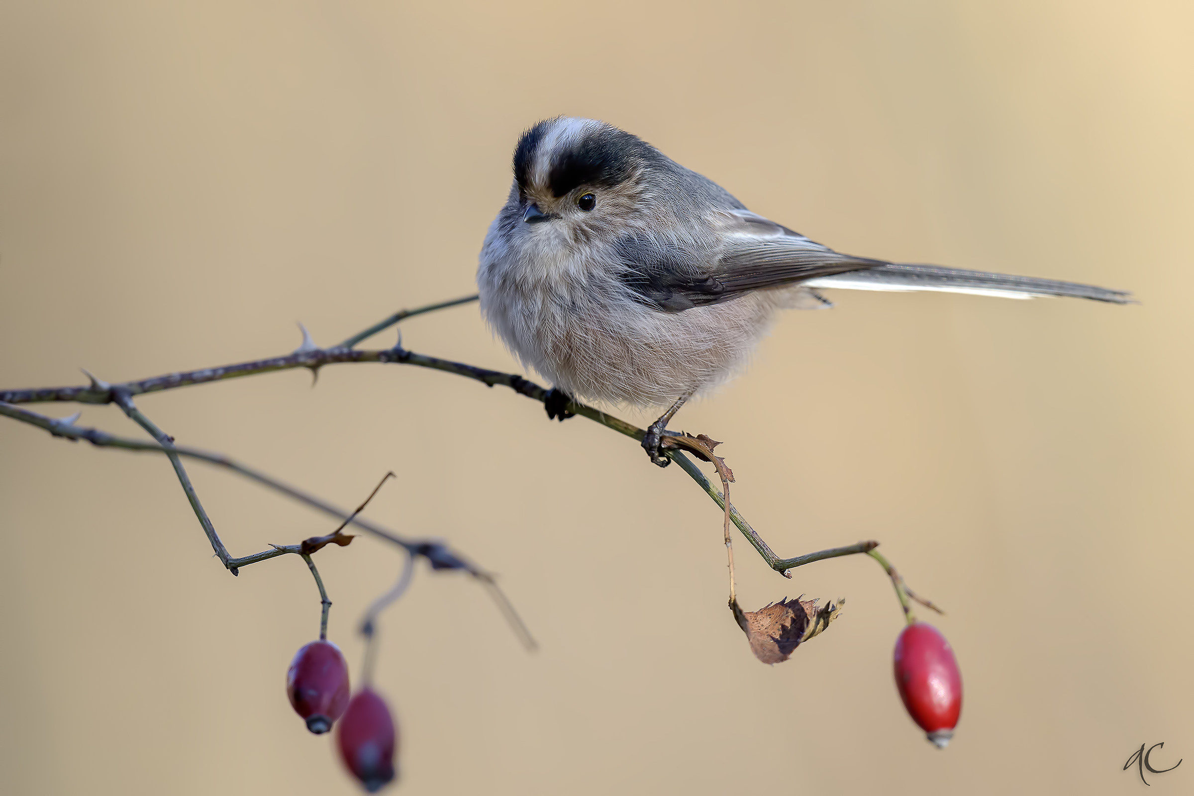 Long-tailed Tit