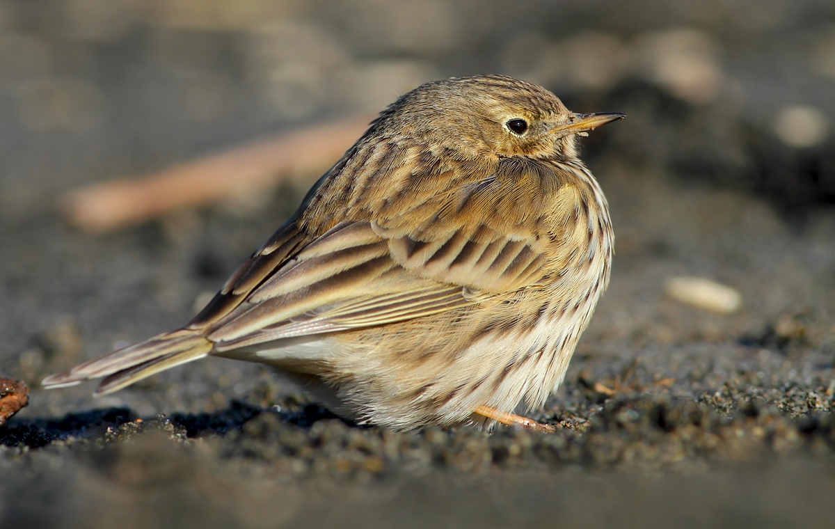 pipit