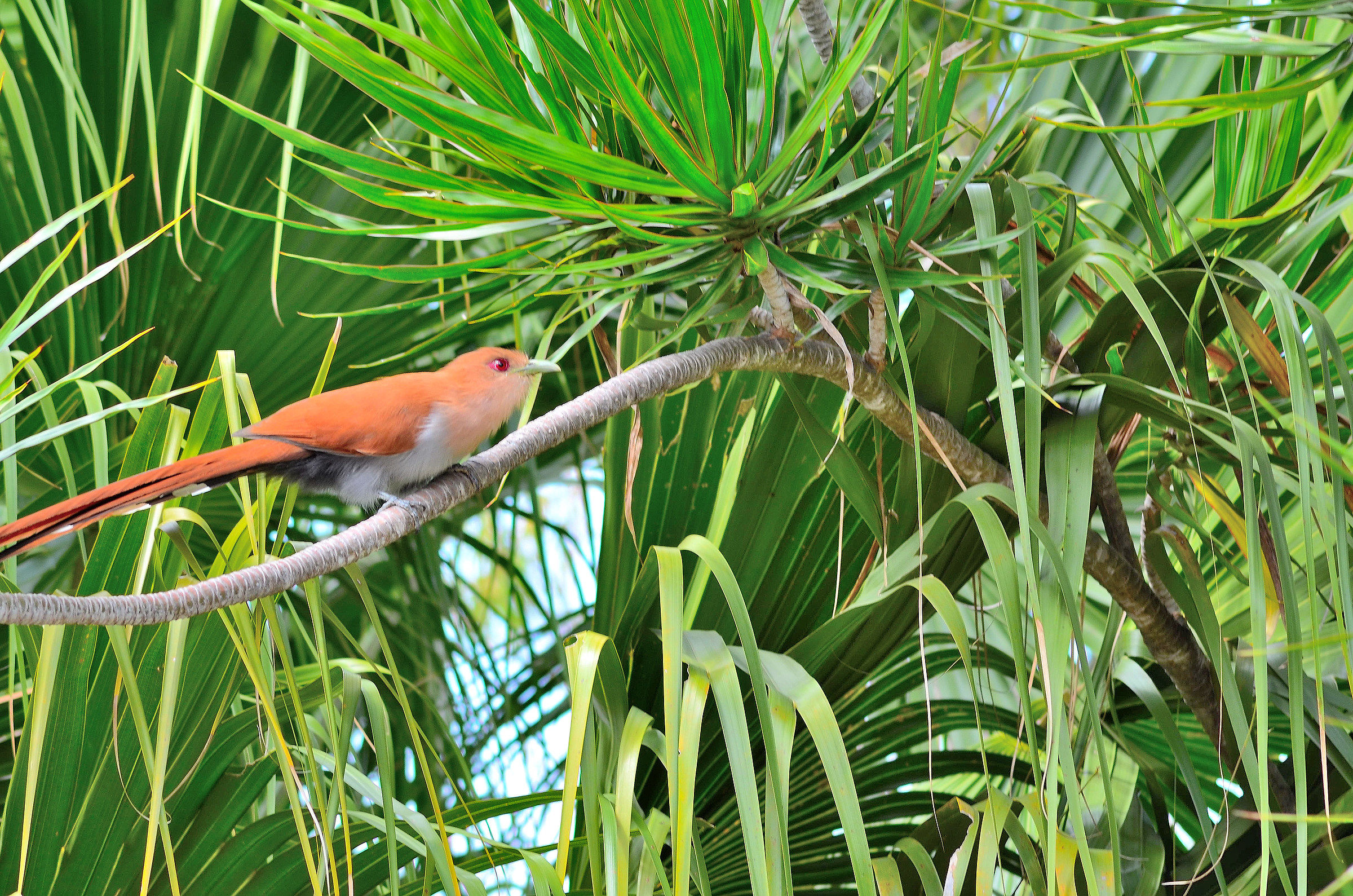 Il cuculo scoiattolo