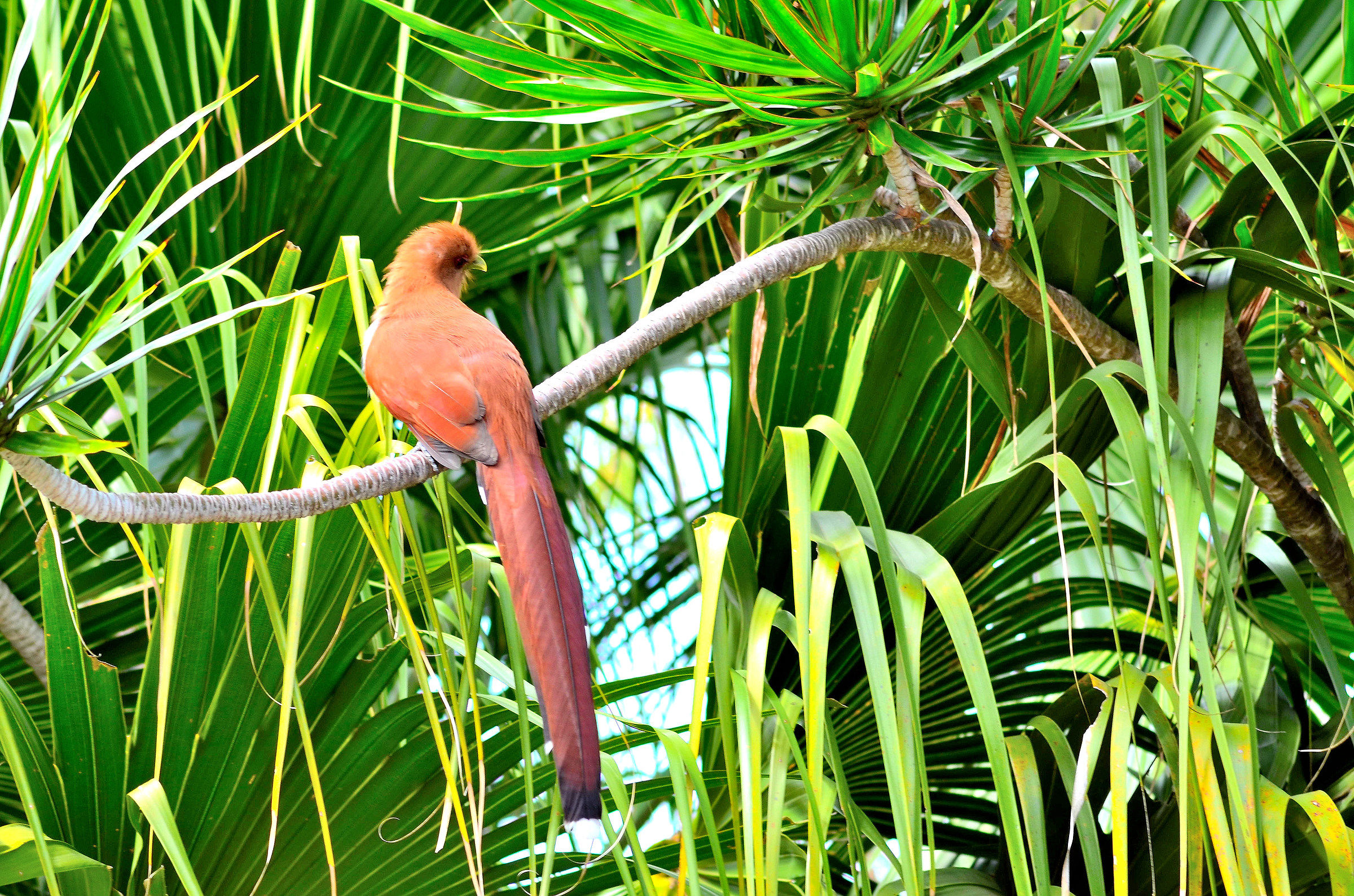 Il cuculo scoiattolo (da dietro)