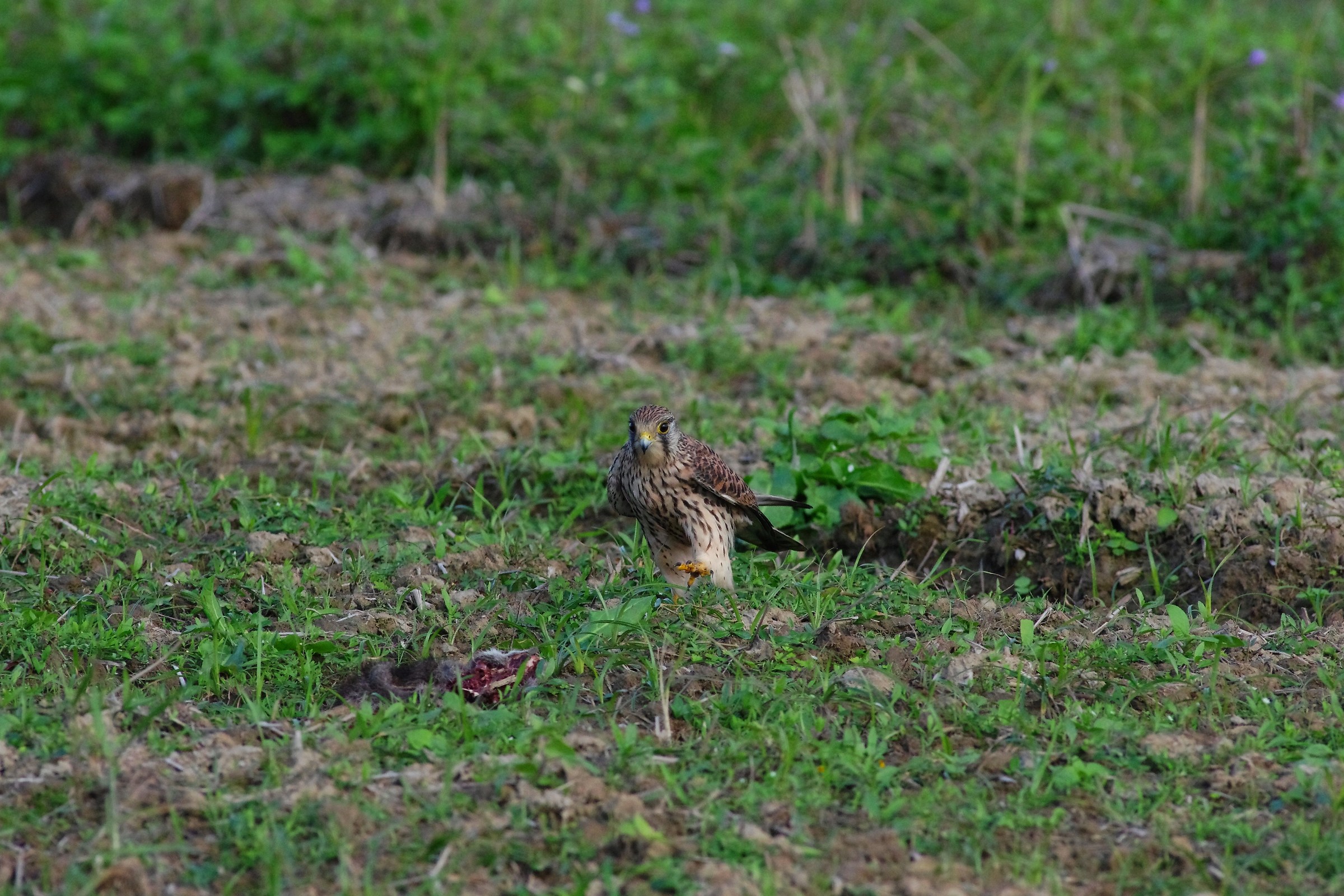 Eurasian Kestrel