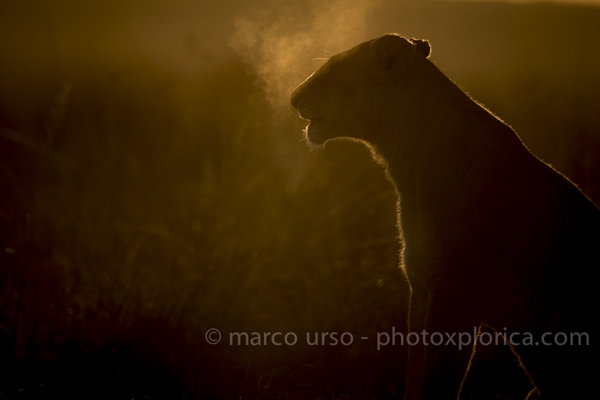 Lioness dawn