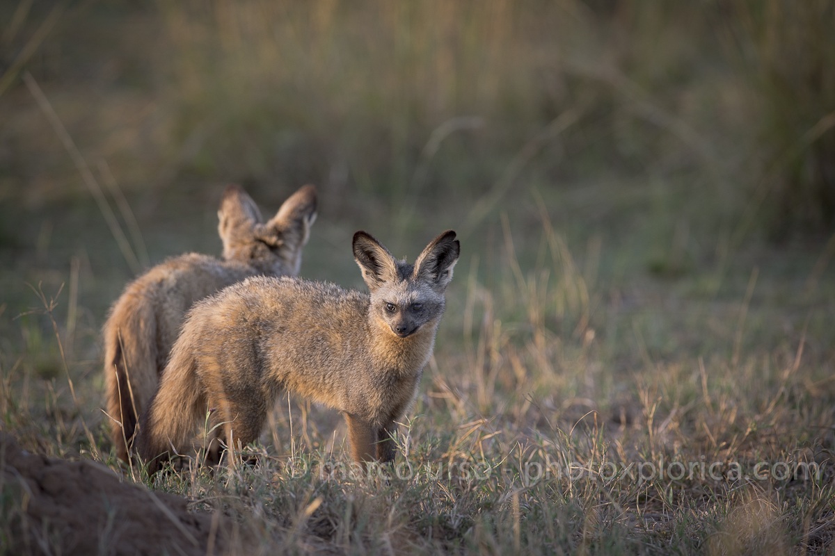 Otocioni or Bat-eared Fox