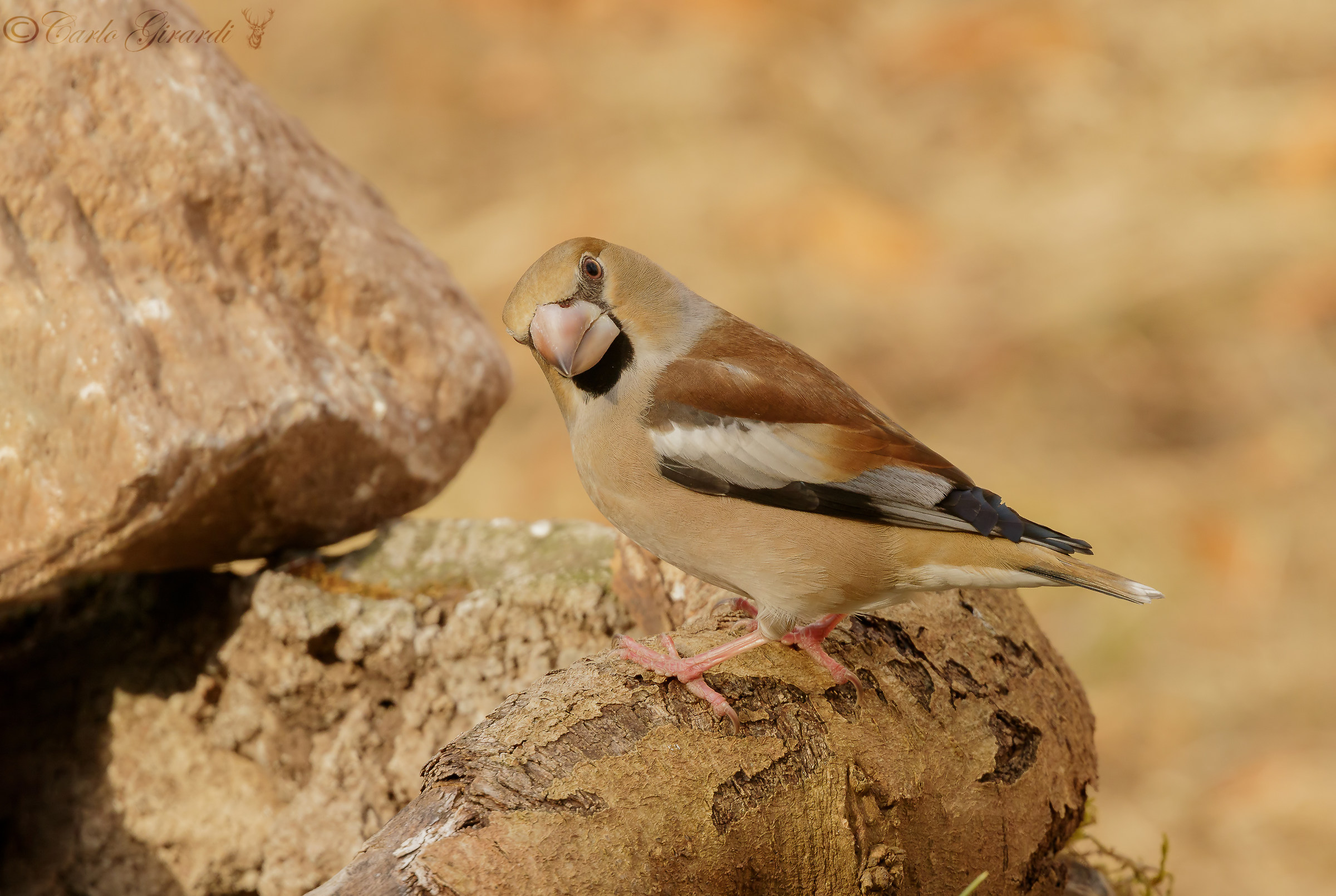 Coccothraustes