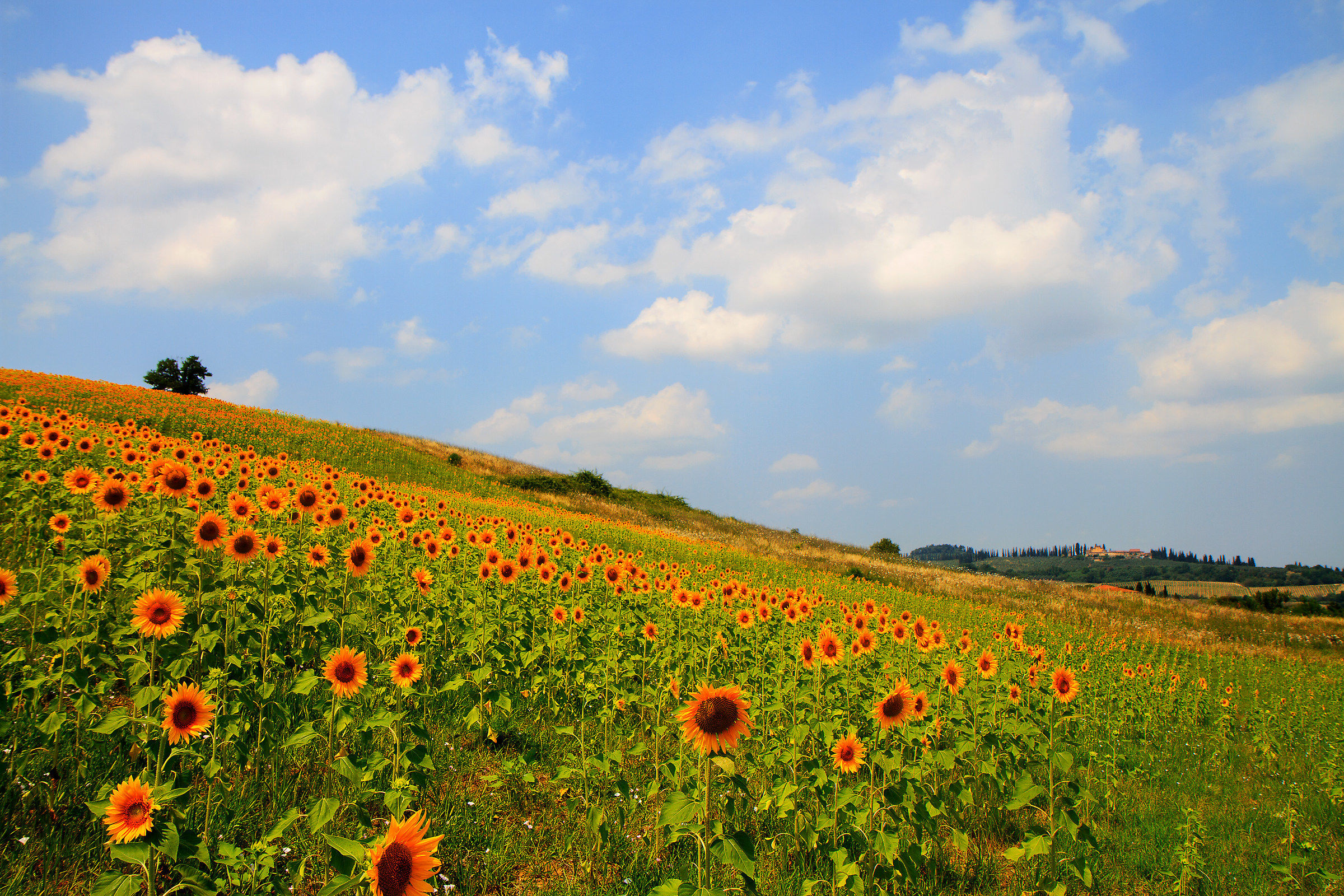 Colline senesi