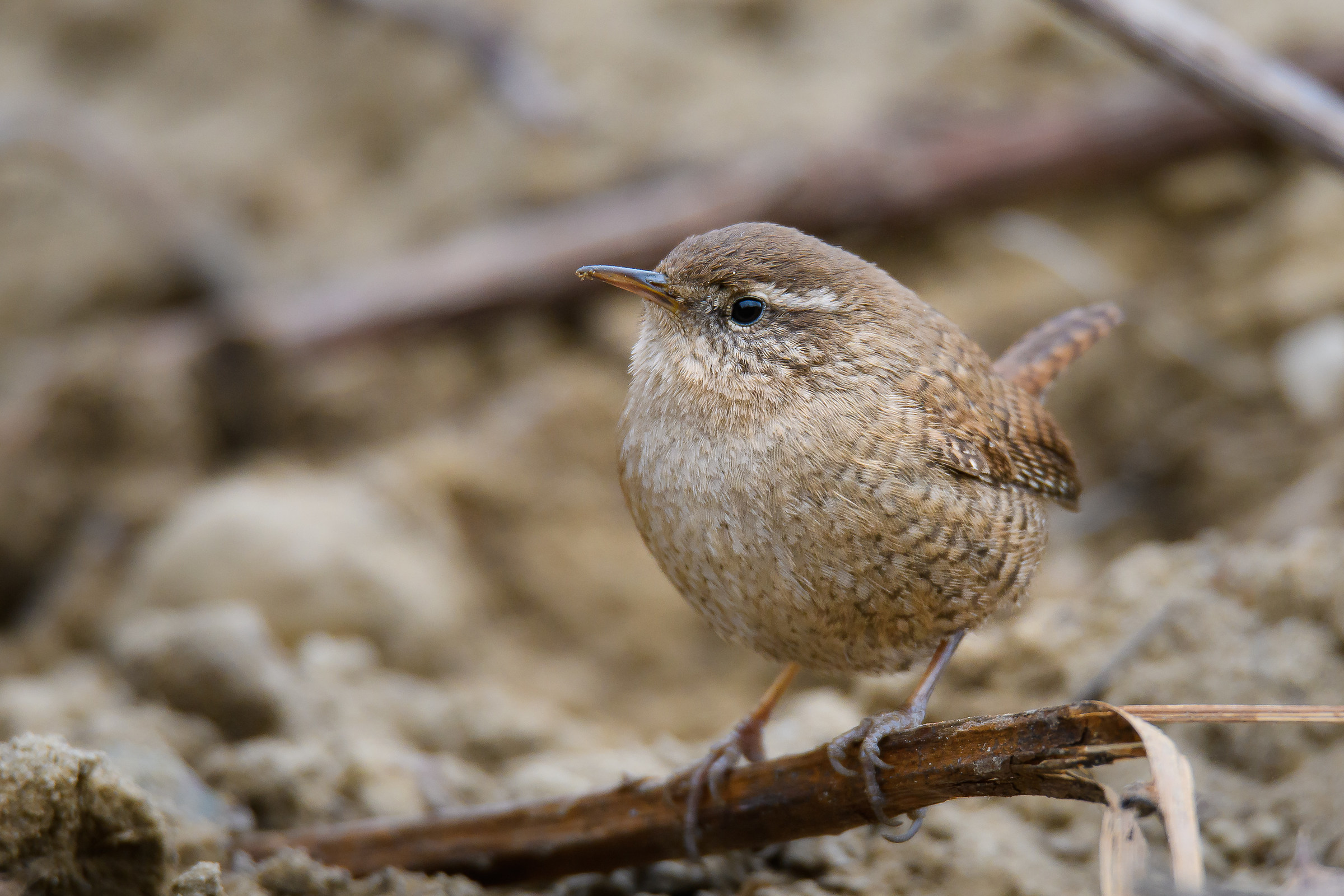 Wren