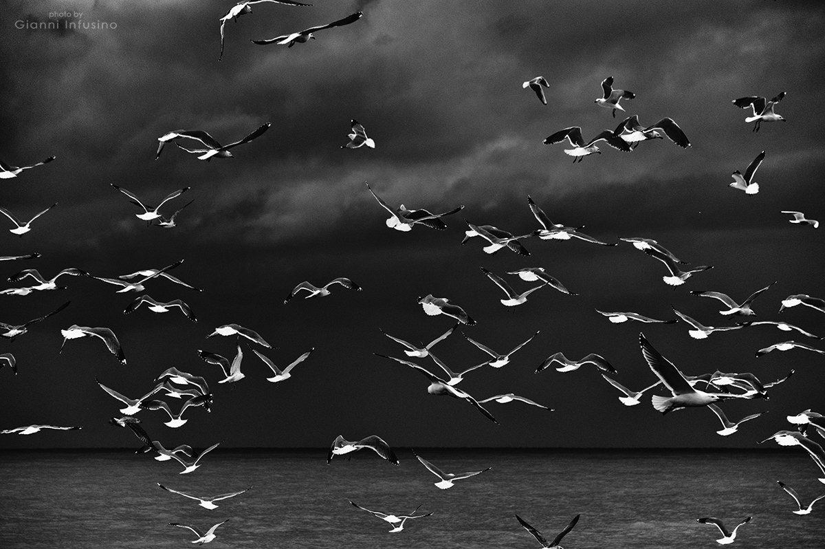 Volo di Gabbiani