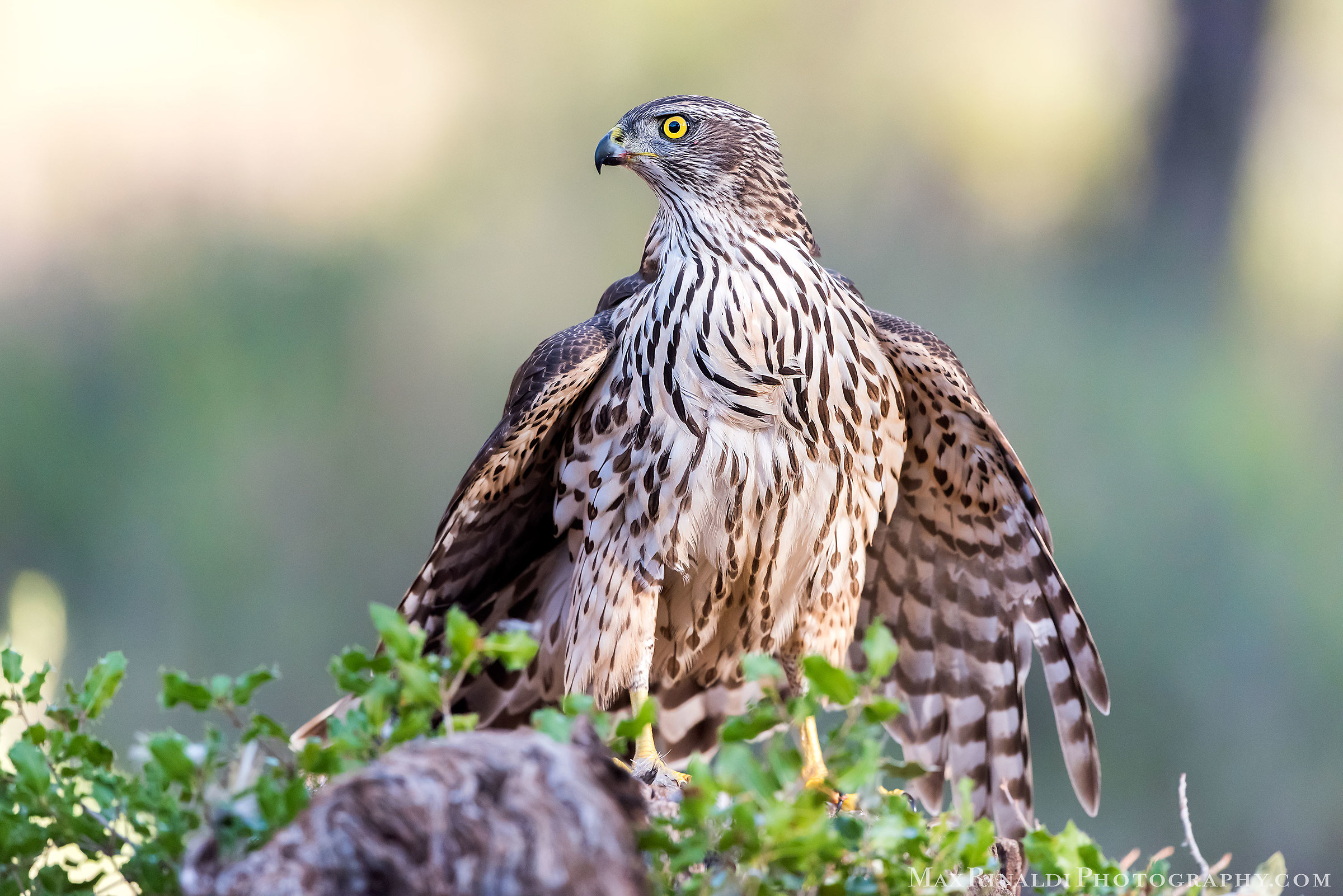 The Pirate of the forest