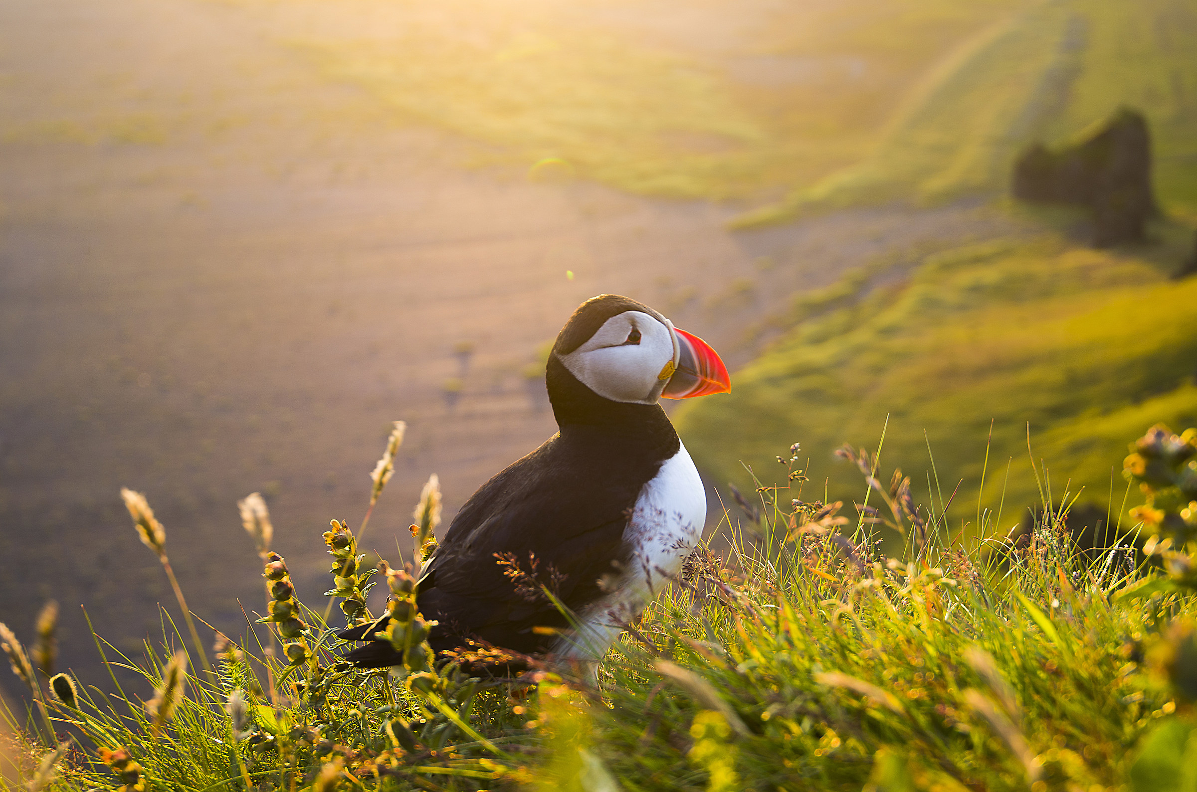 Happy Puffin.