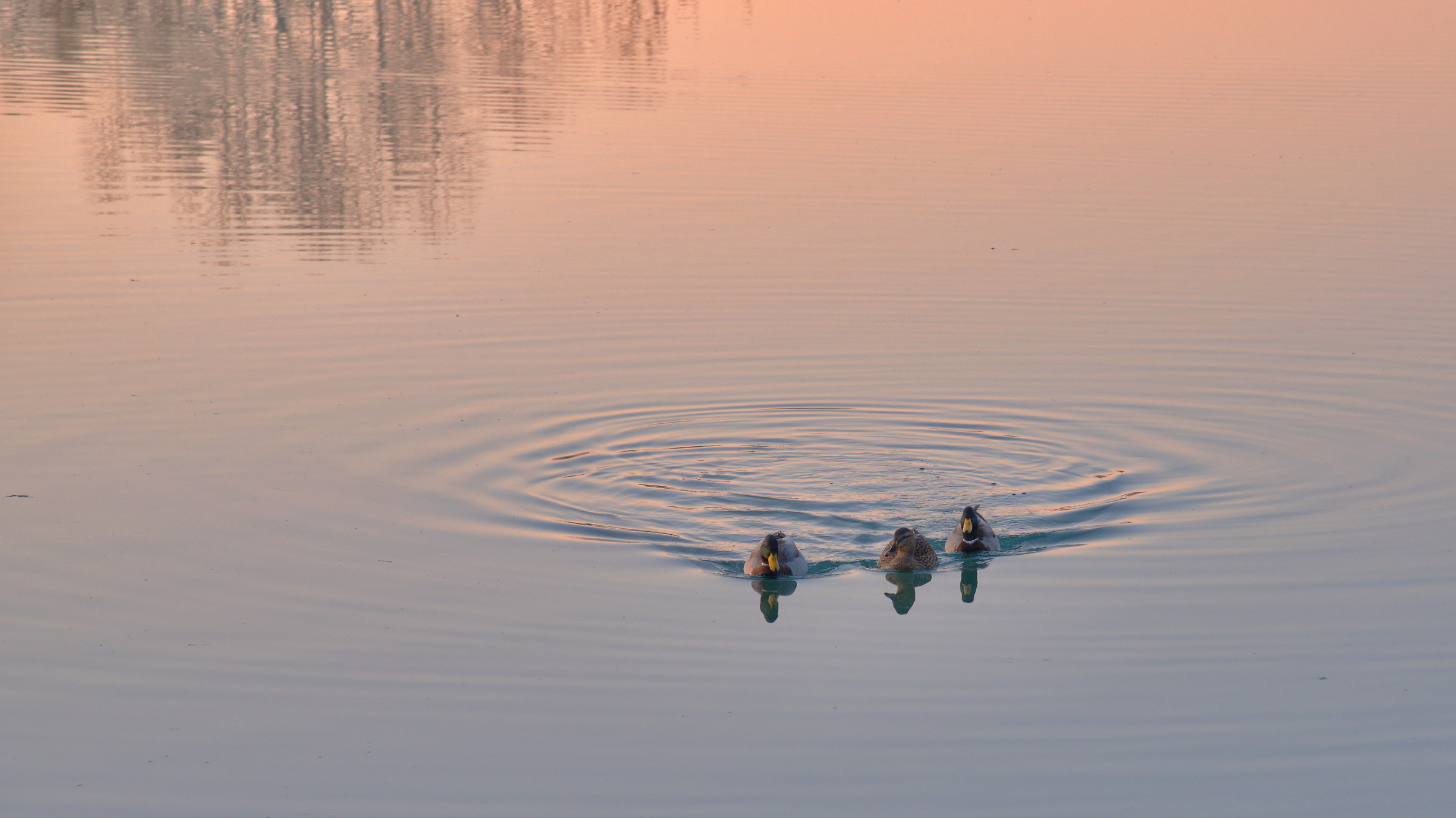 La curiosità non è solo femminile
