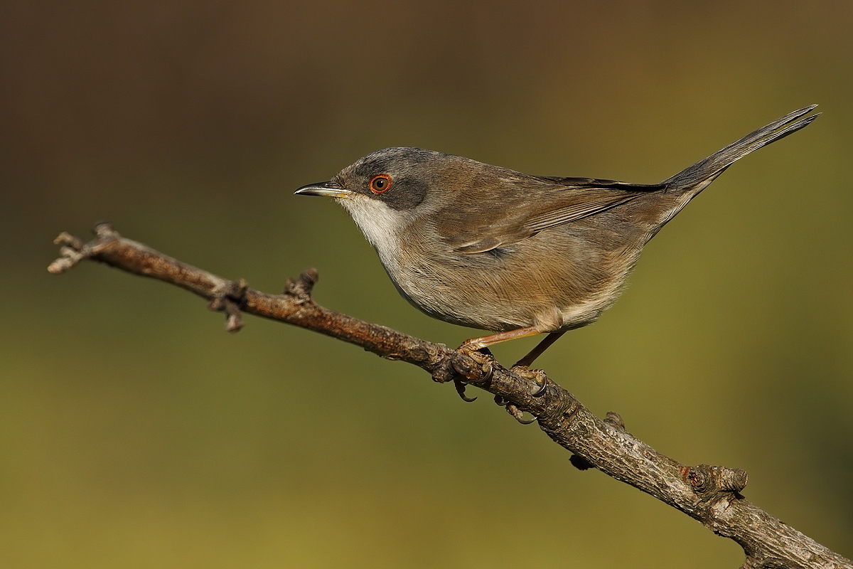 Finally it arrived !!!!!!