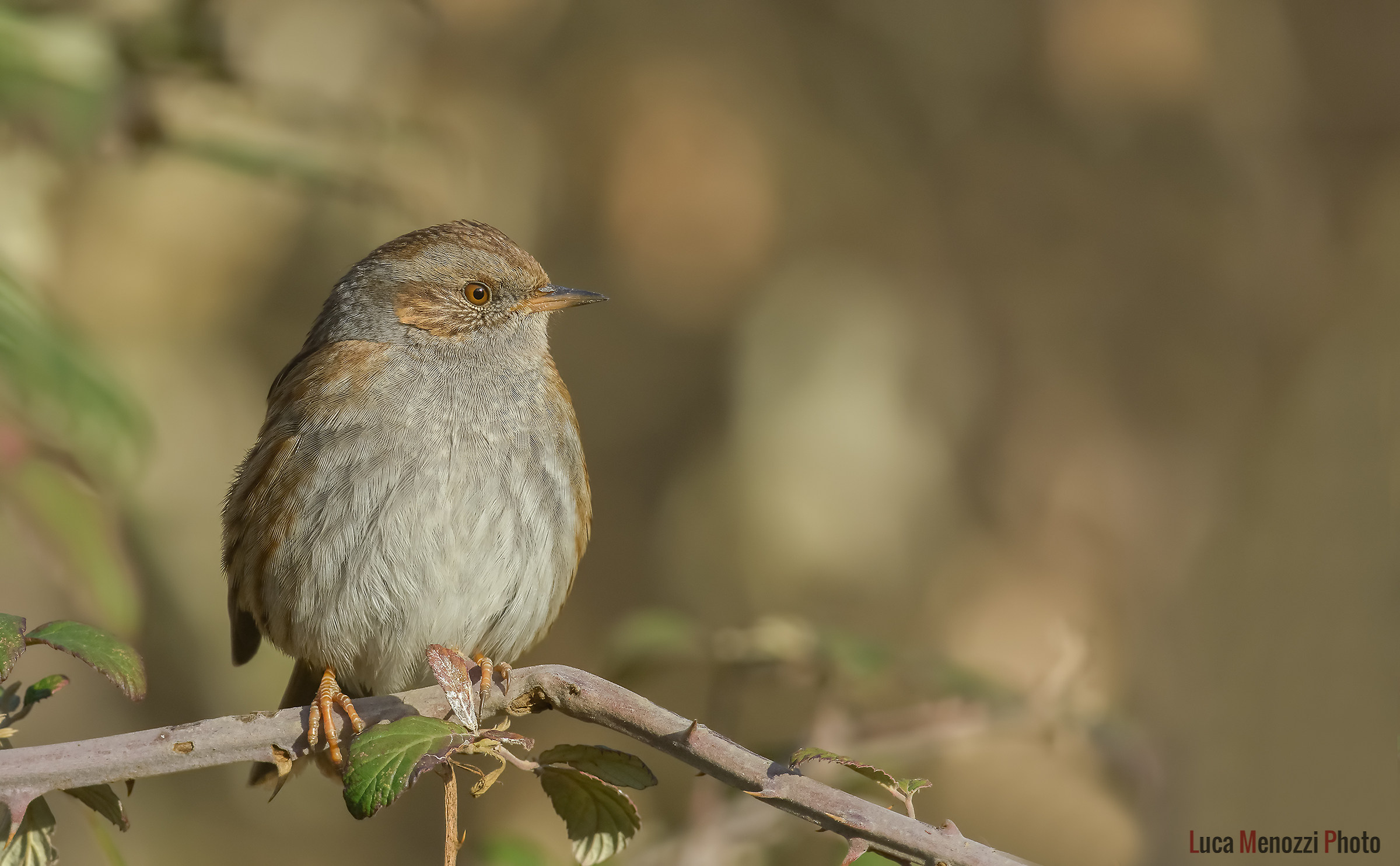 Dunnock