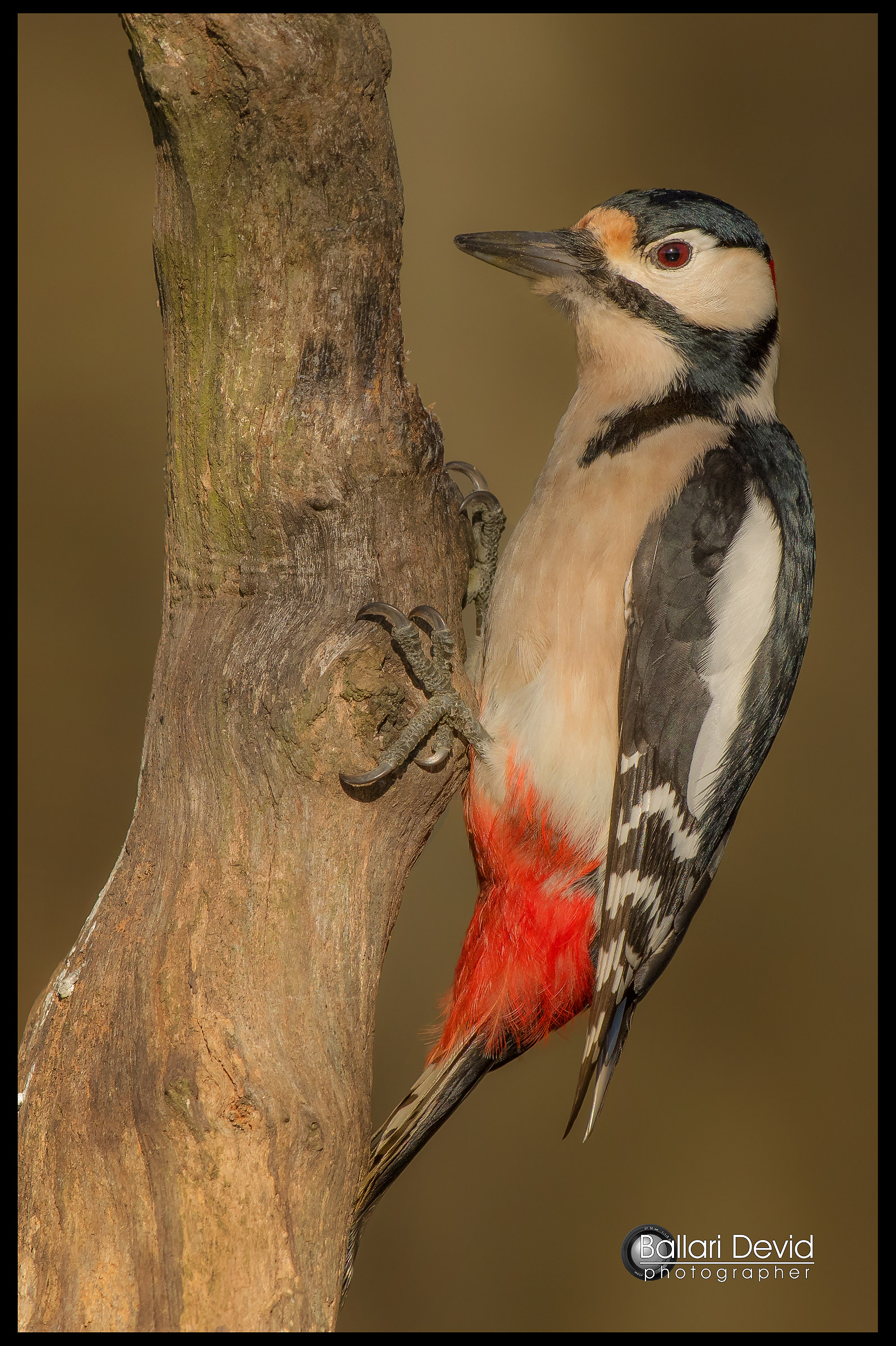 great spotted woodpecker