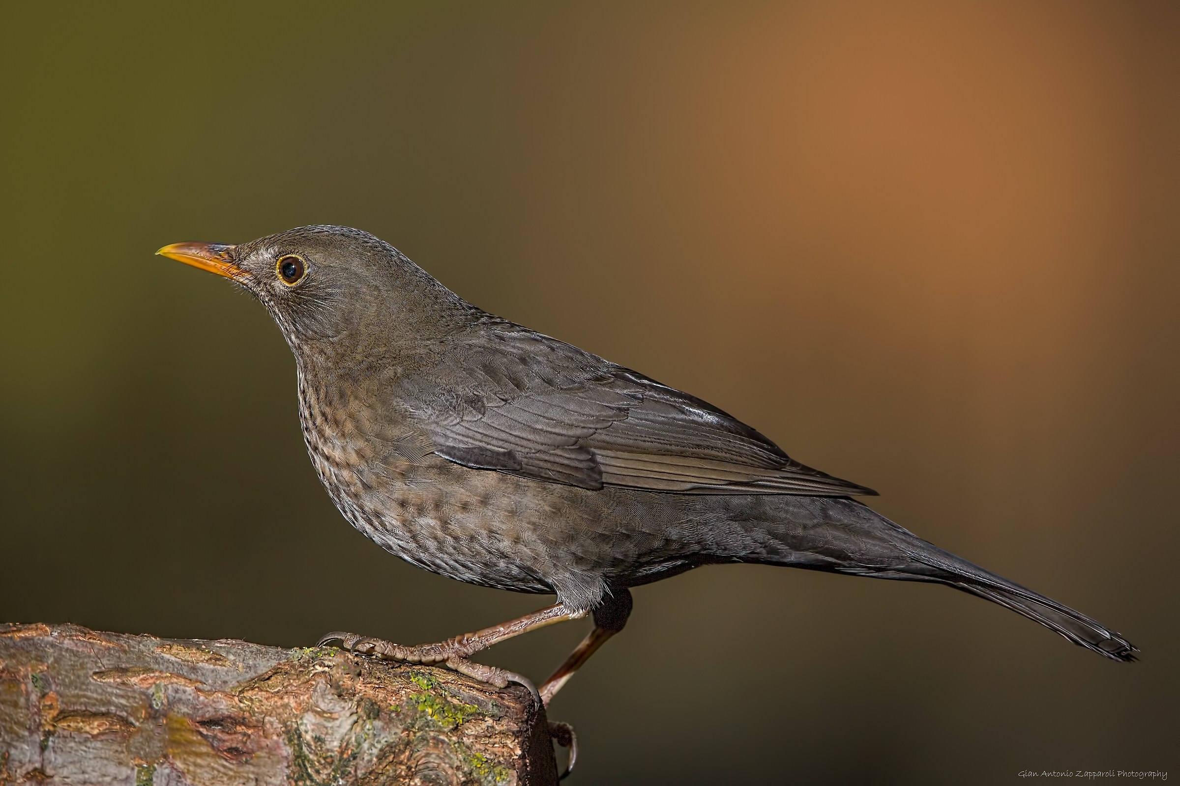 female blackbird