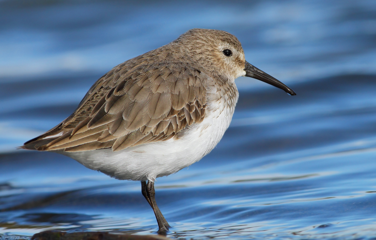 dunlin