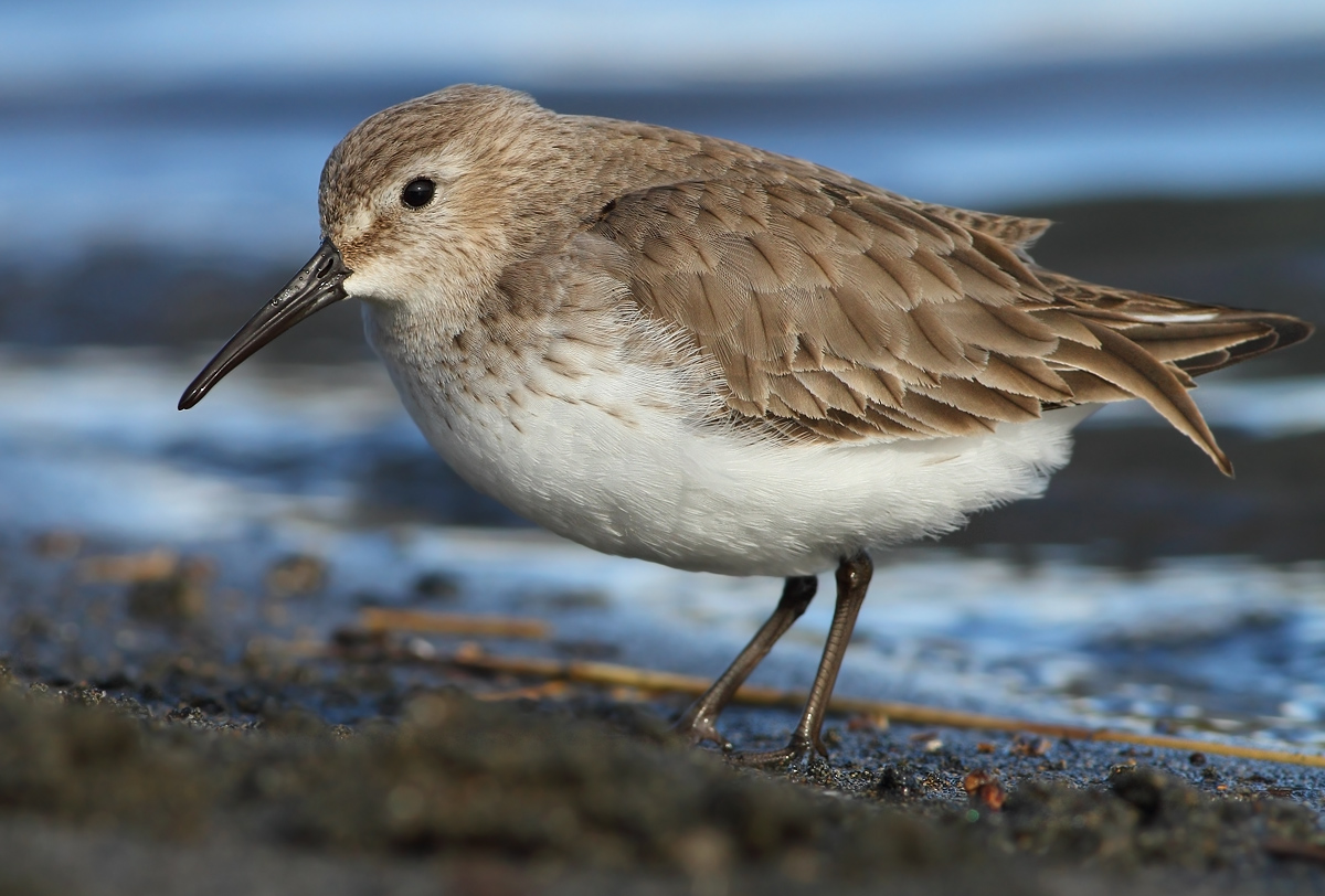 dunlin