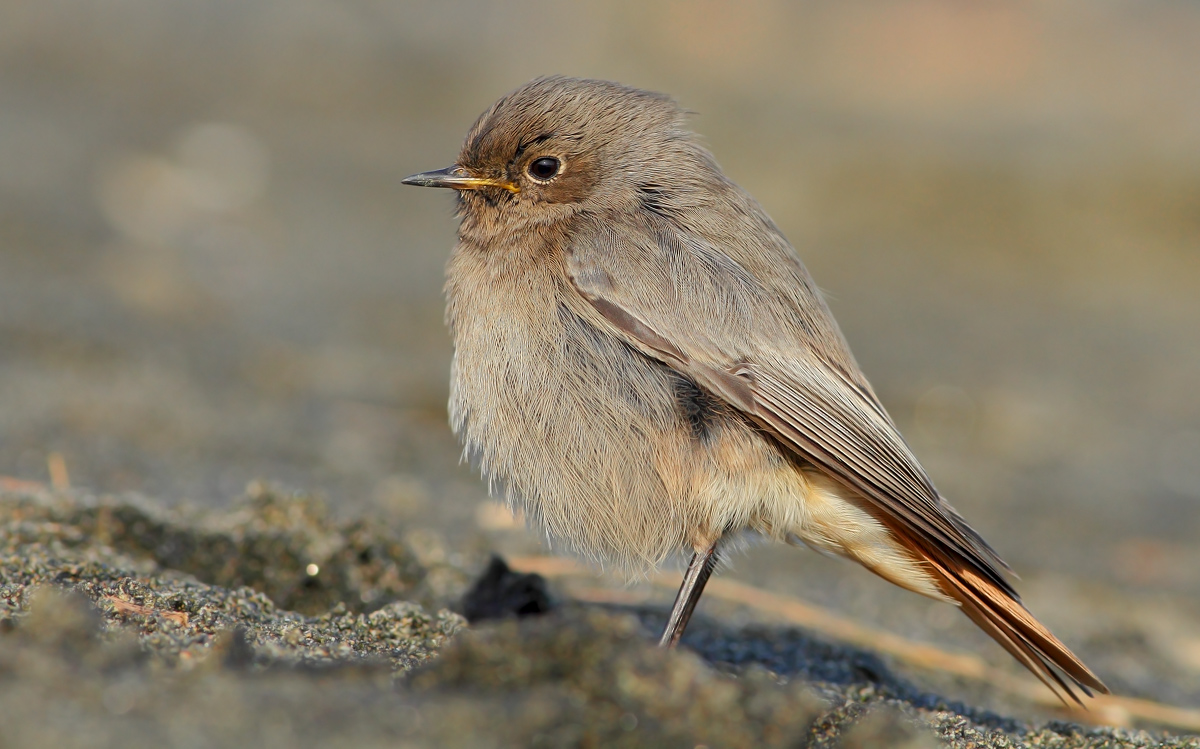 black redstart