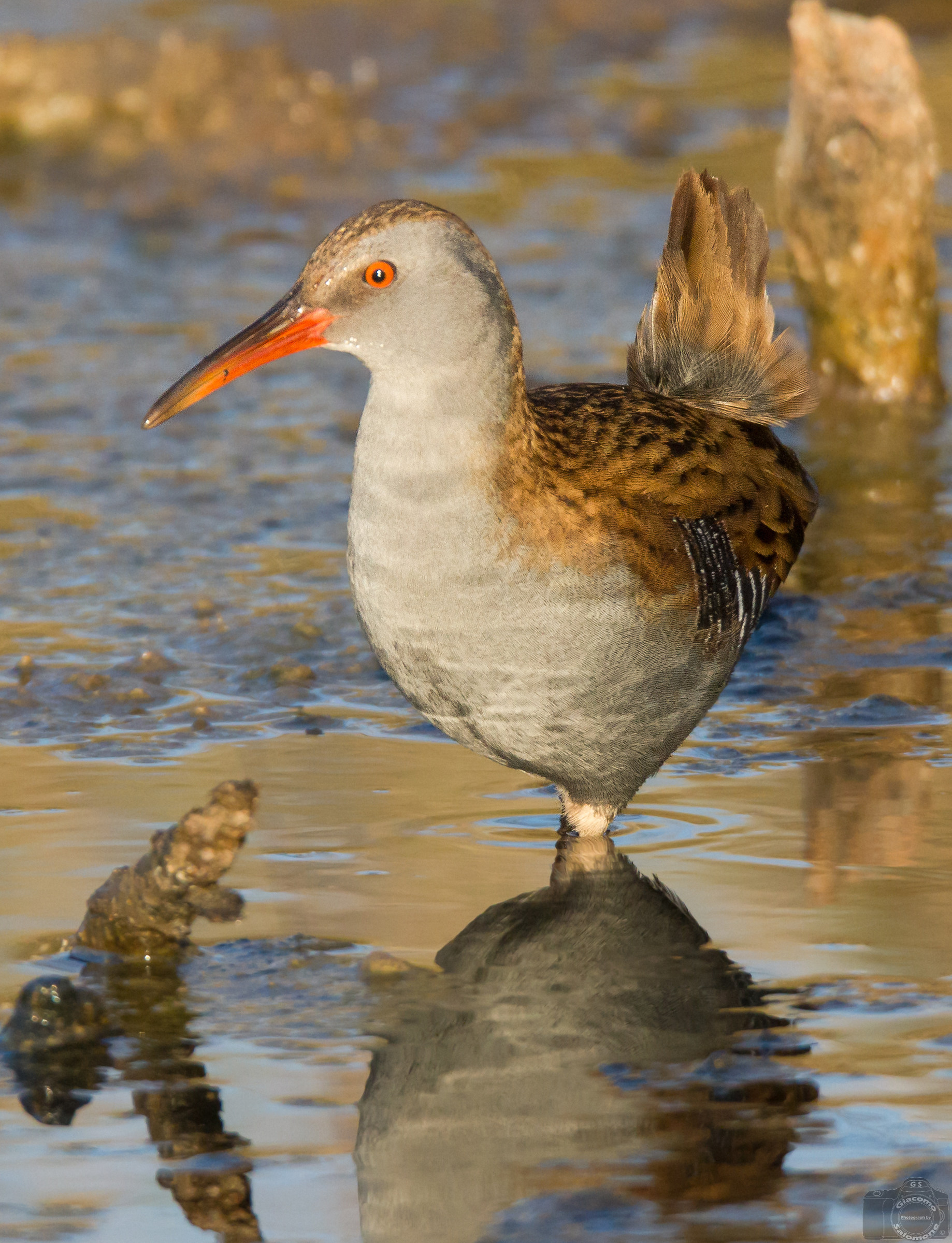 Water Rail